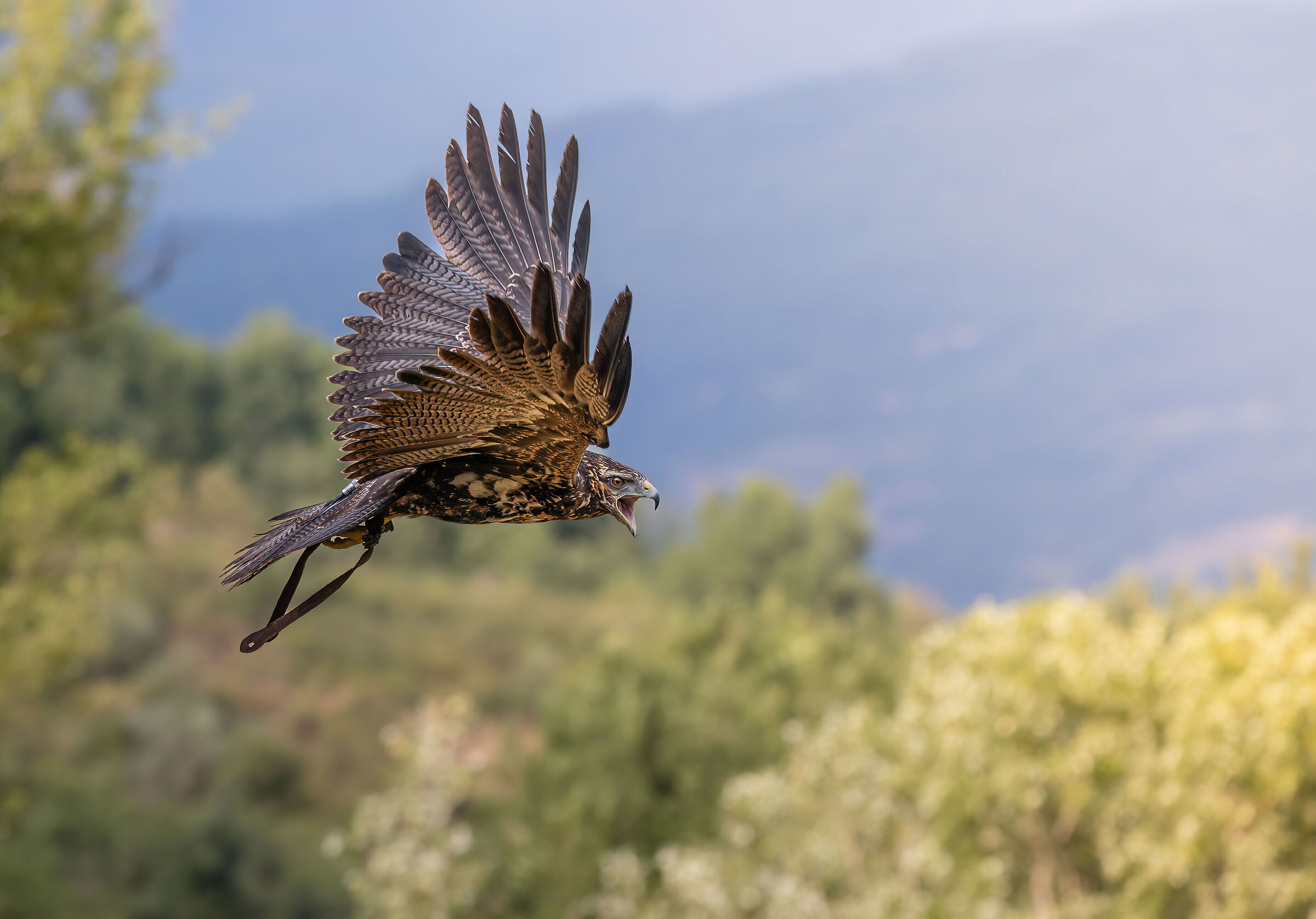 Falconry Chilean eagle 6