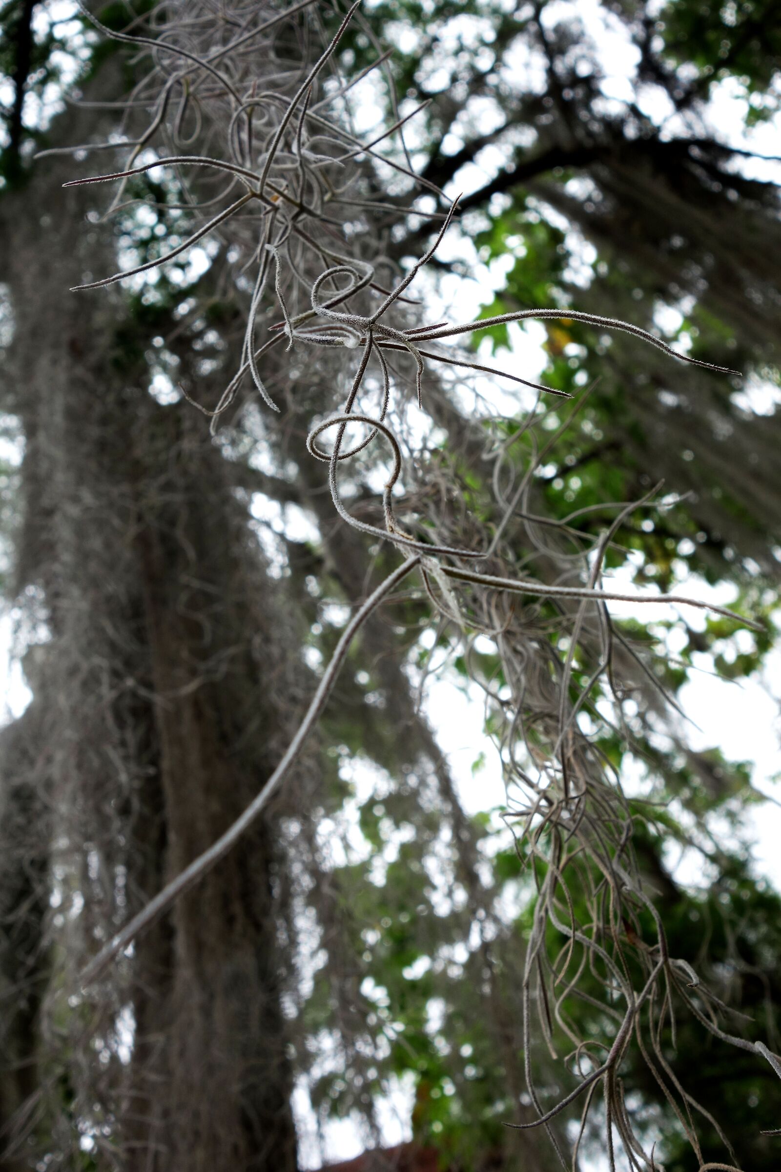 Tenerife. Botanical garden. Aerial root.