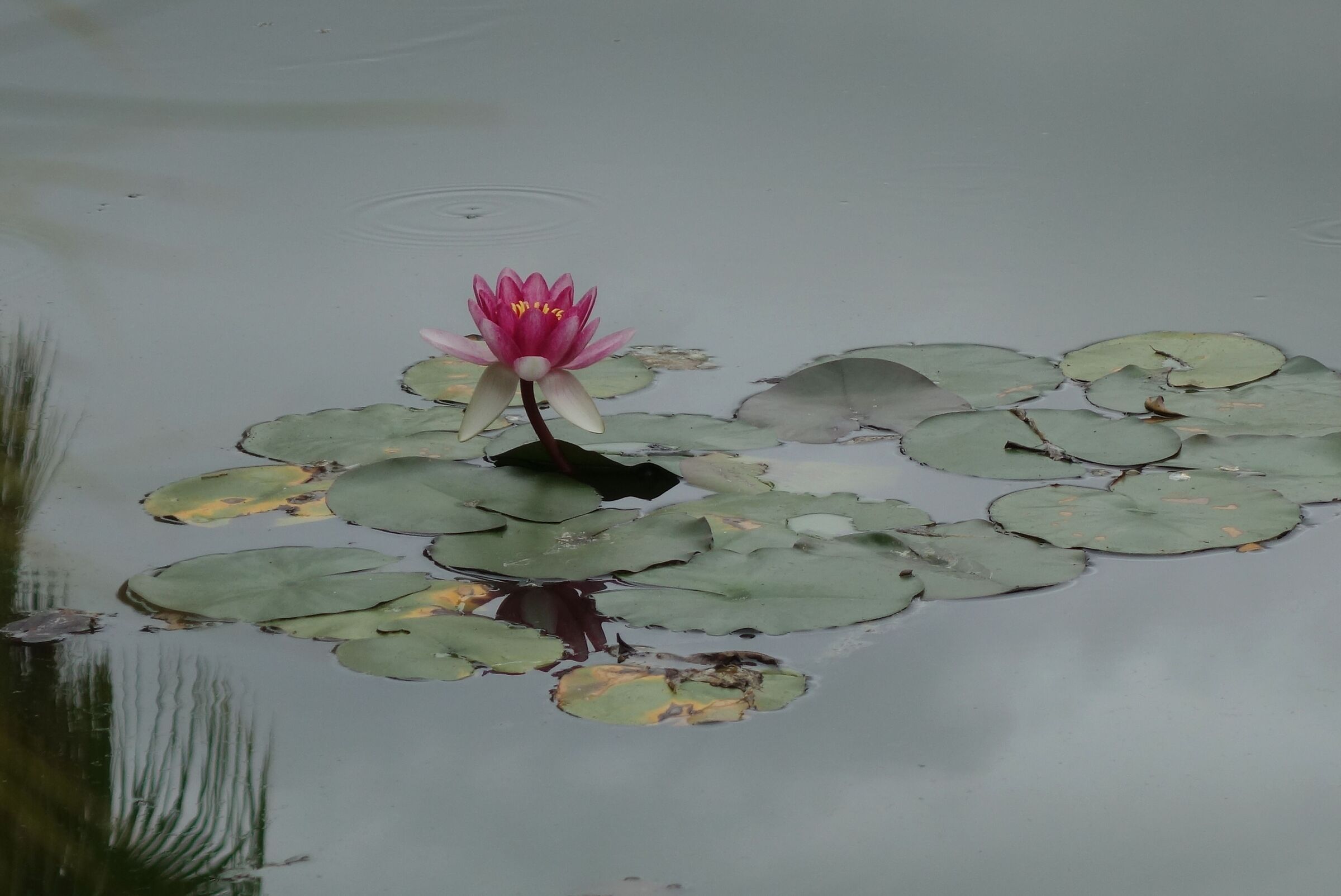 Tenerife. Botanical garden. Pastel Water Lily I.