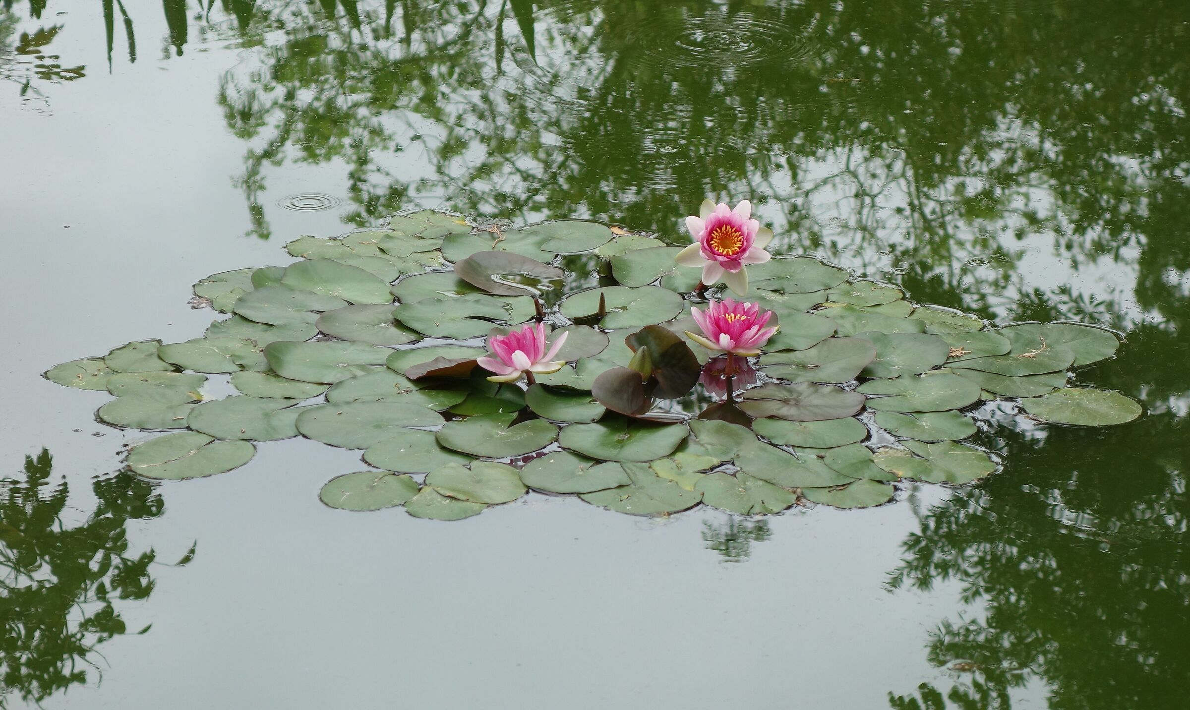 Tenerife. Botanical garden. Pastel Water Lily II.