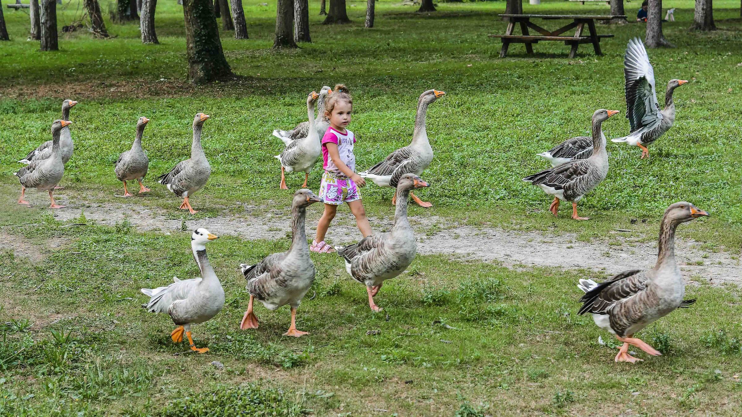 My spinning top walking with the Geese