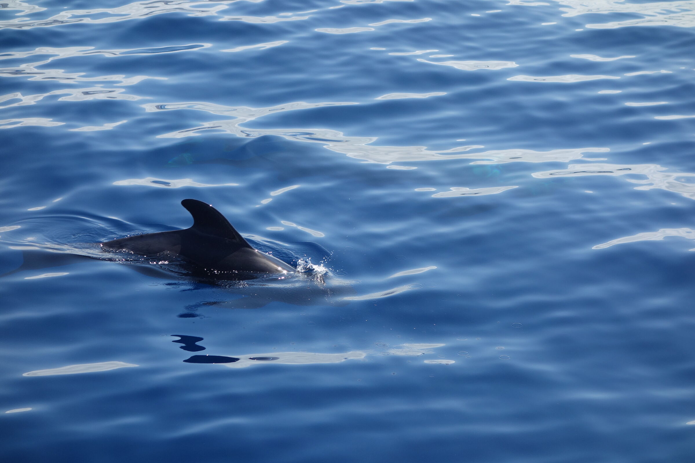 Tenerife. Whale.