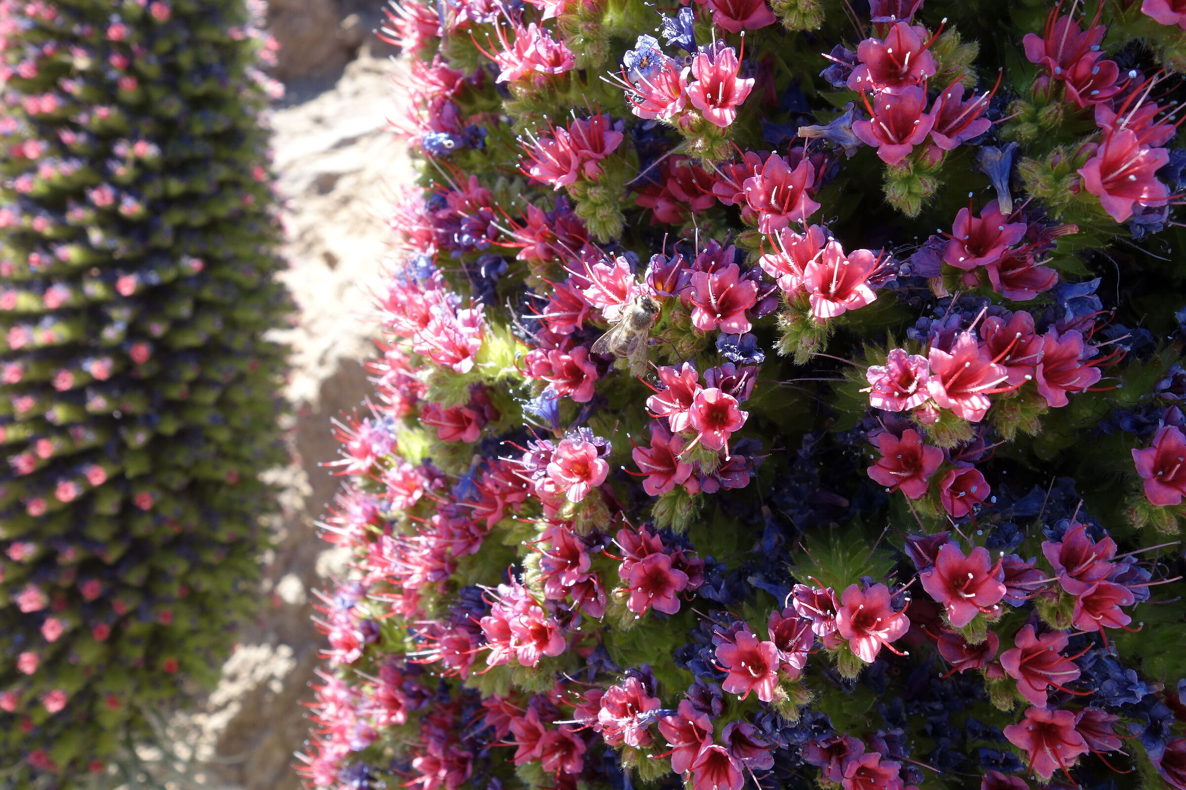 Tenerife. Teide. Cactus flowers.