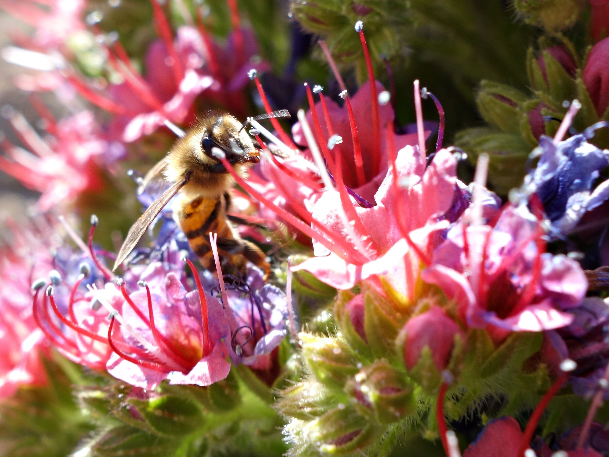 Tenerife. Teide. Bee in cactus flowers I.