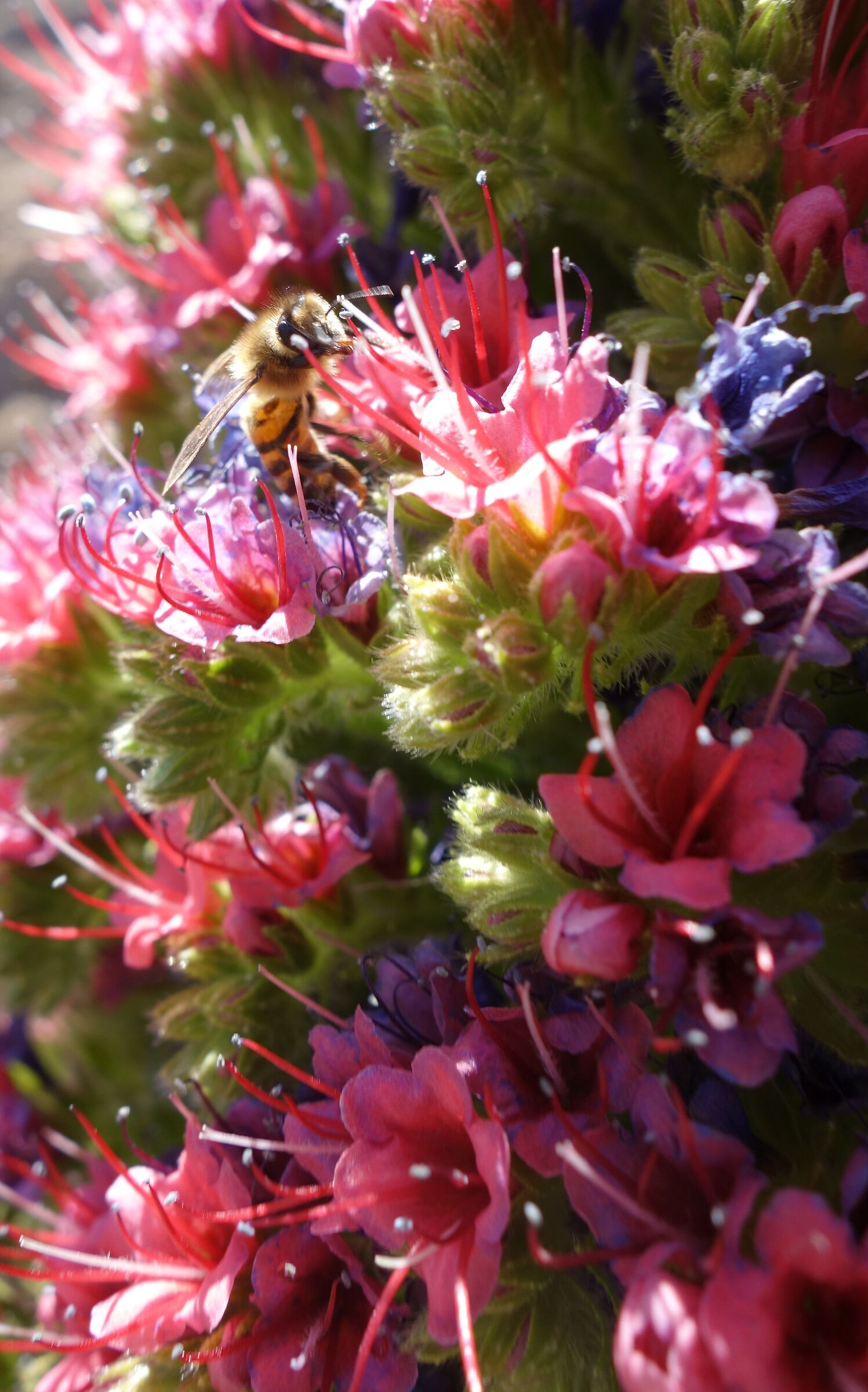 Tenerife. Teide. Bee in cactus flowers II.