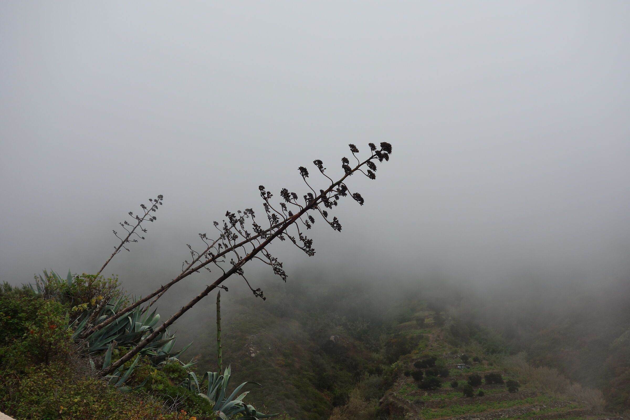 Tenerife. Agave flower in the Anaga Mountains