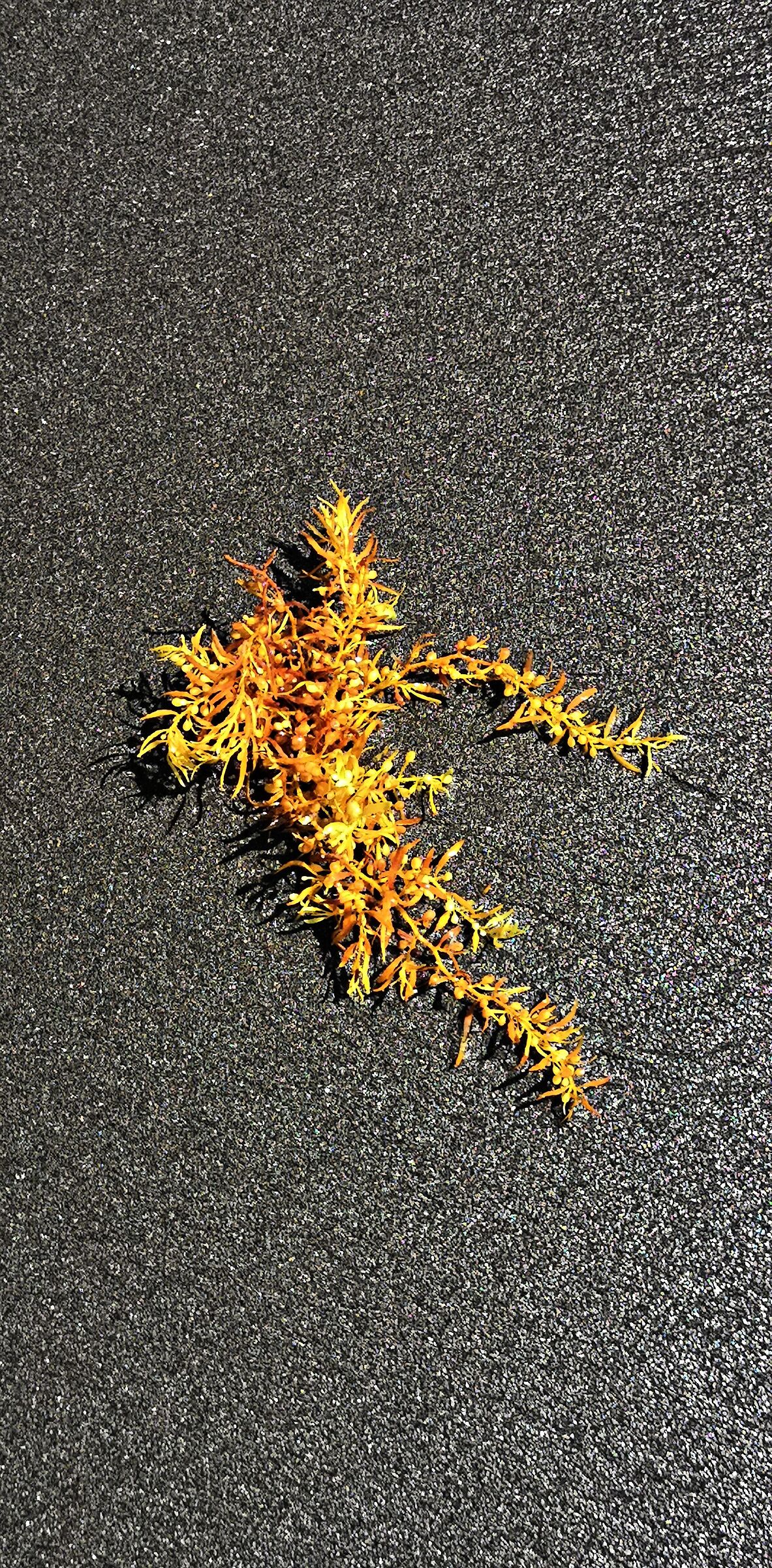 Tenerife. Yellow seaweed on black beach.