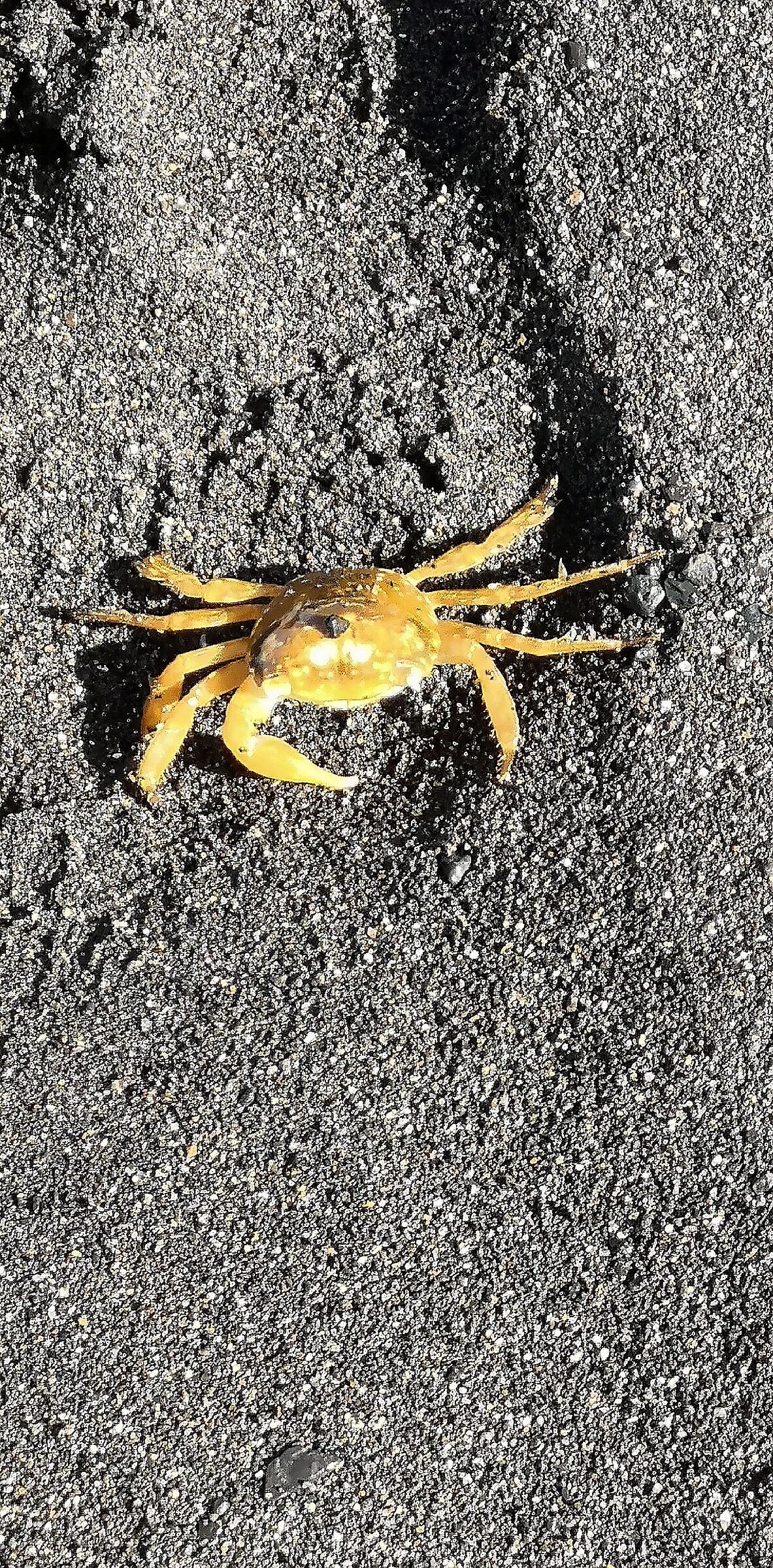 Tenerife. Yellow crab.