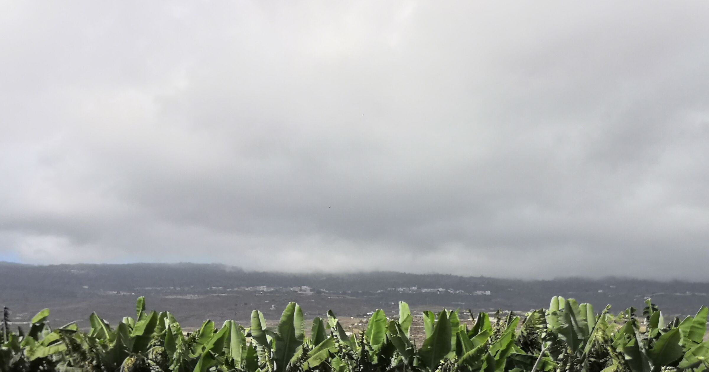 Tenerife. Banana grove before the storm.