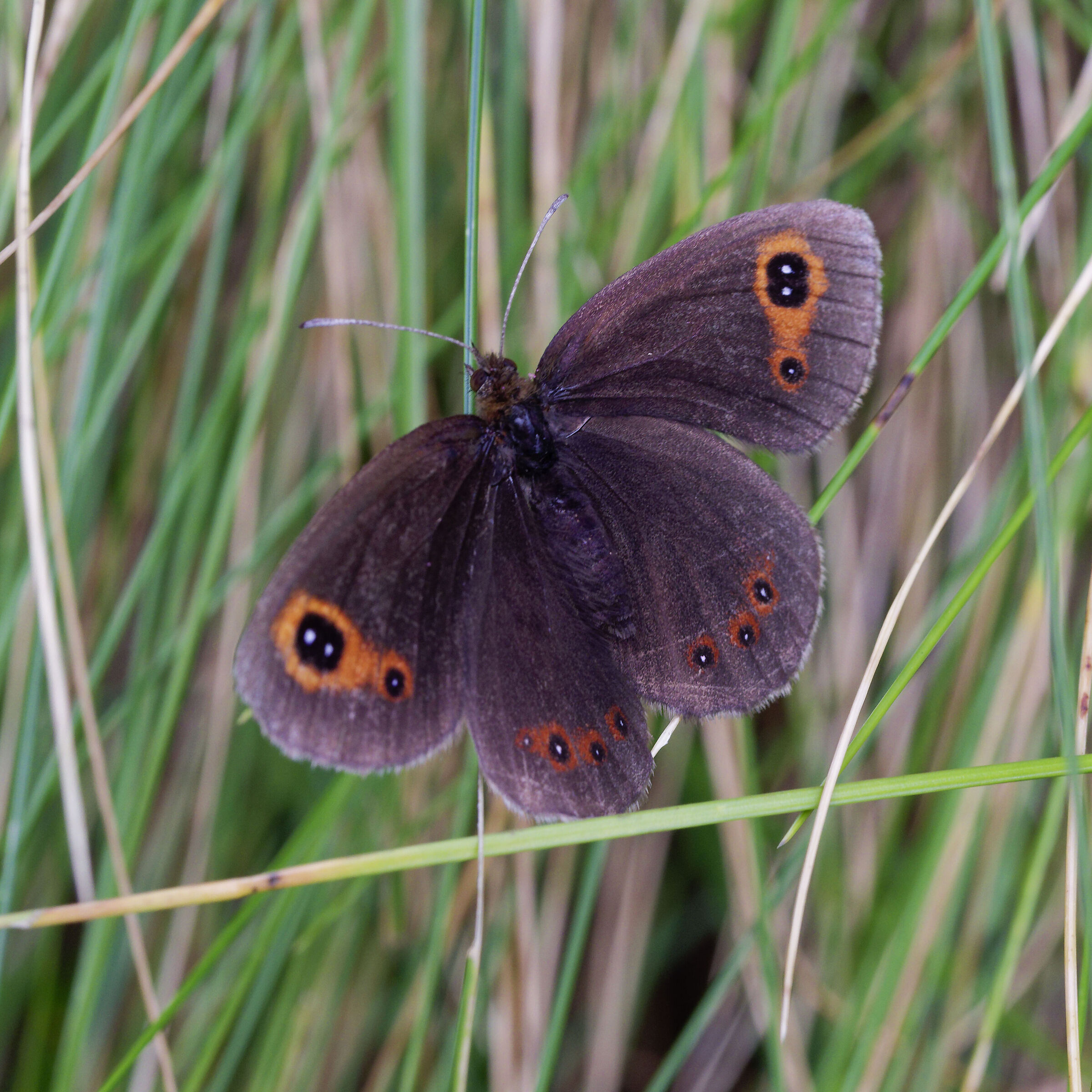 Erebia