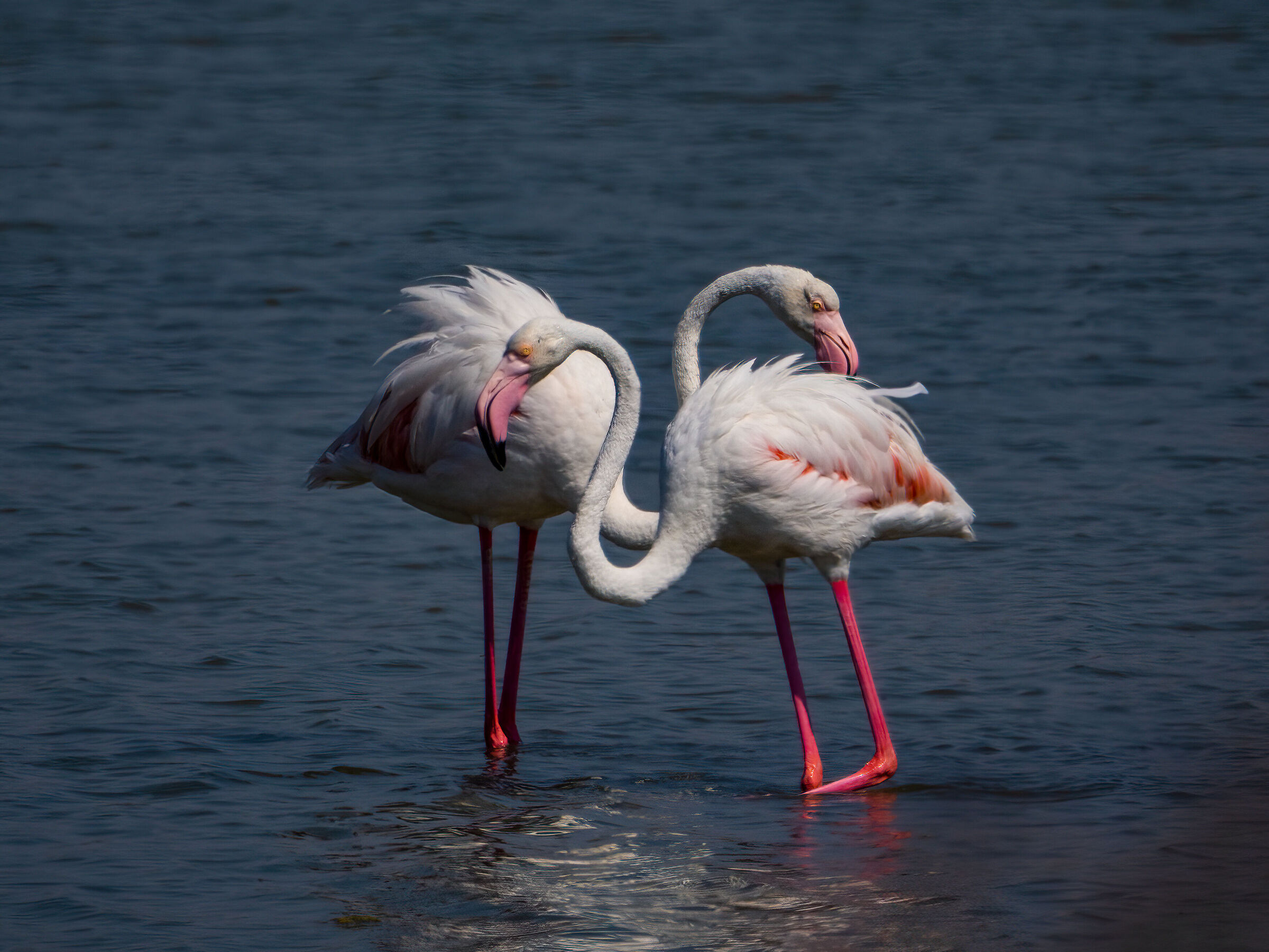 Flamingoes