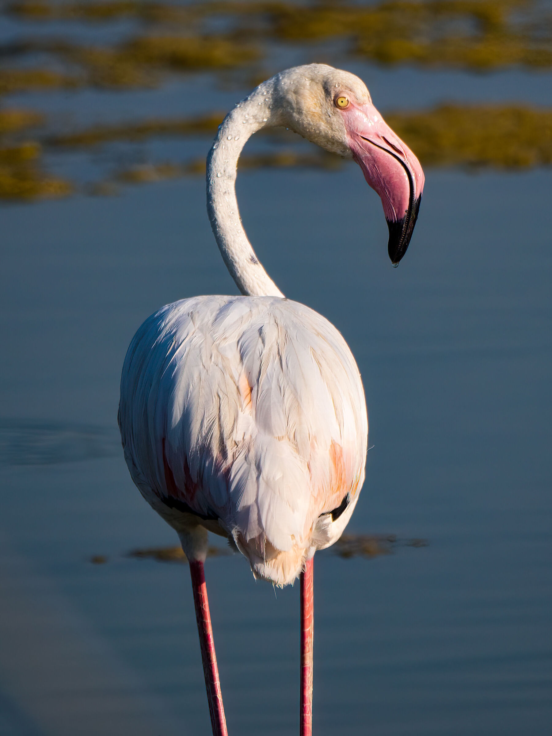 Flamingo