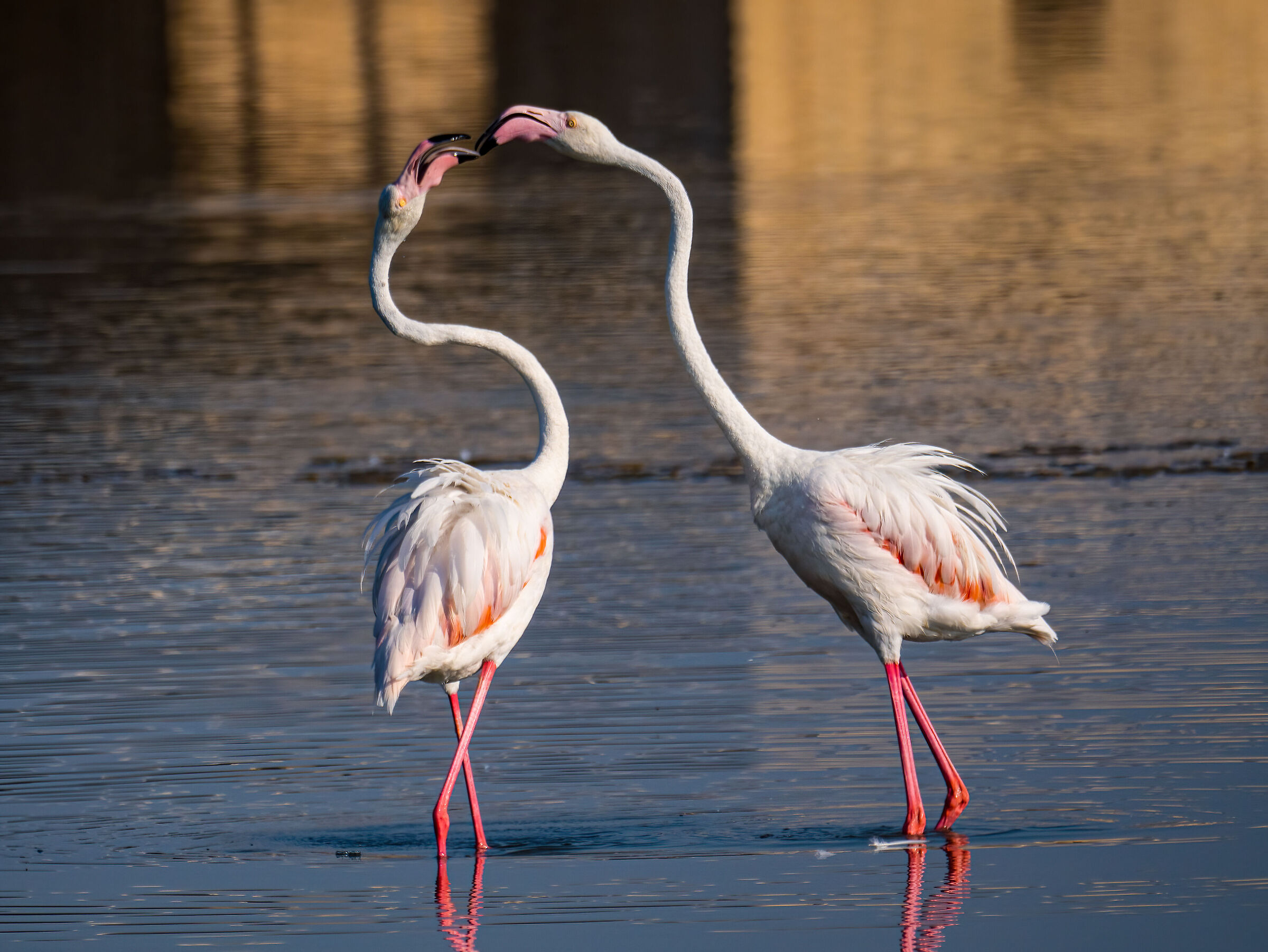 Flamingoes