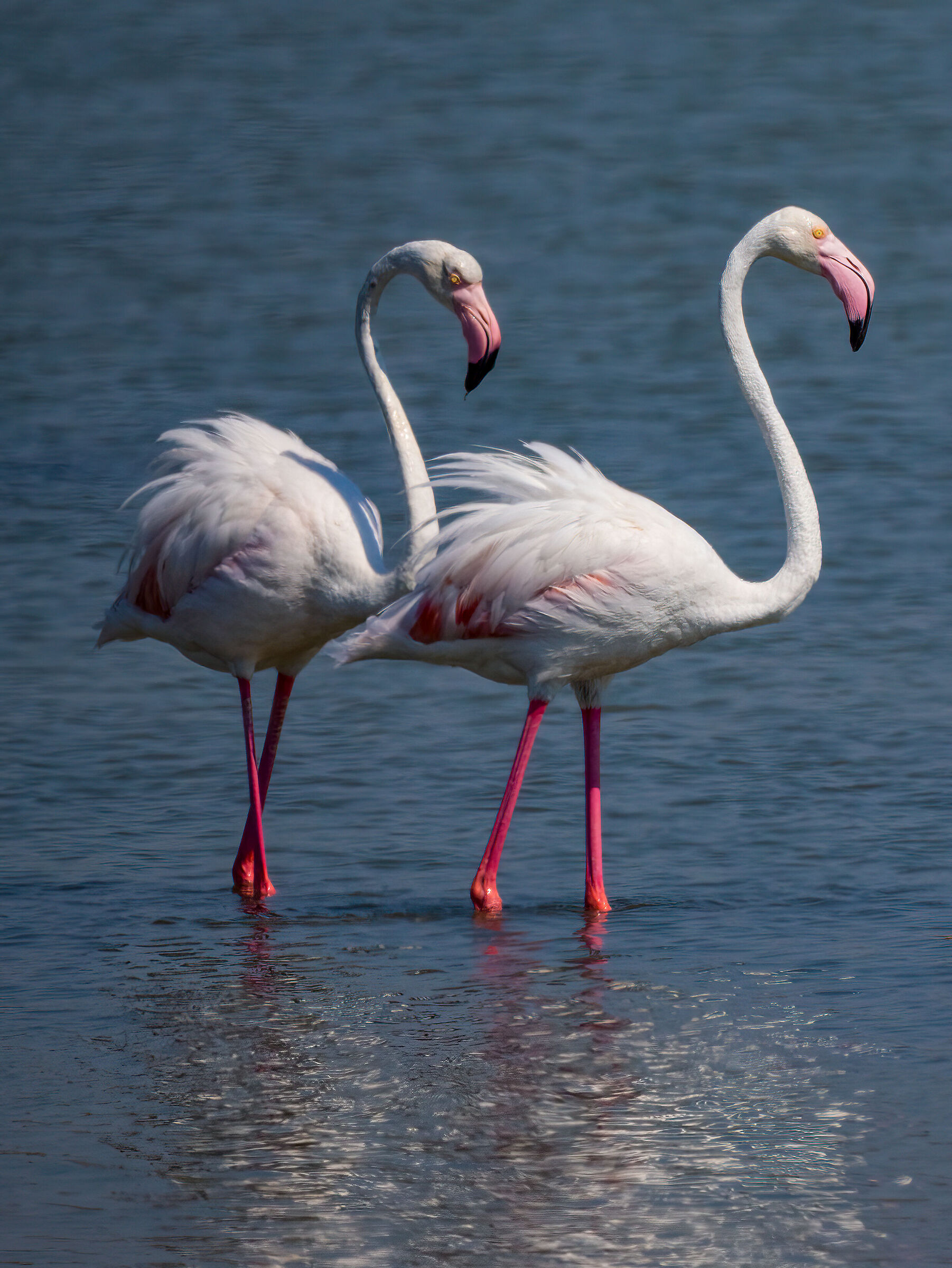 Flamingoes