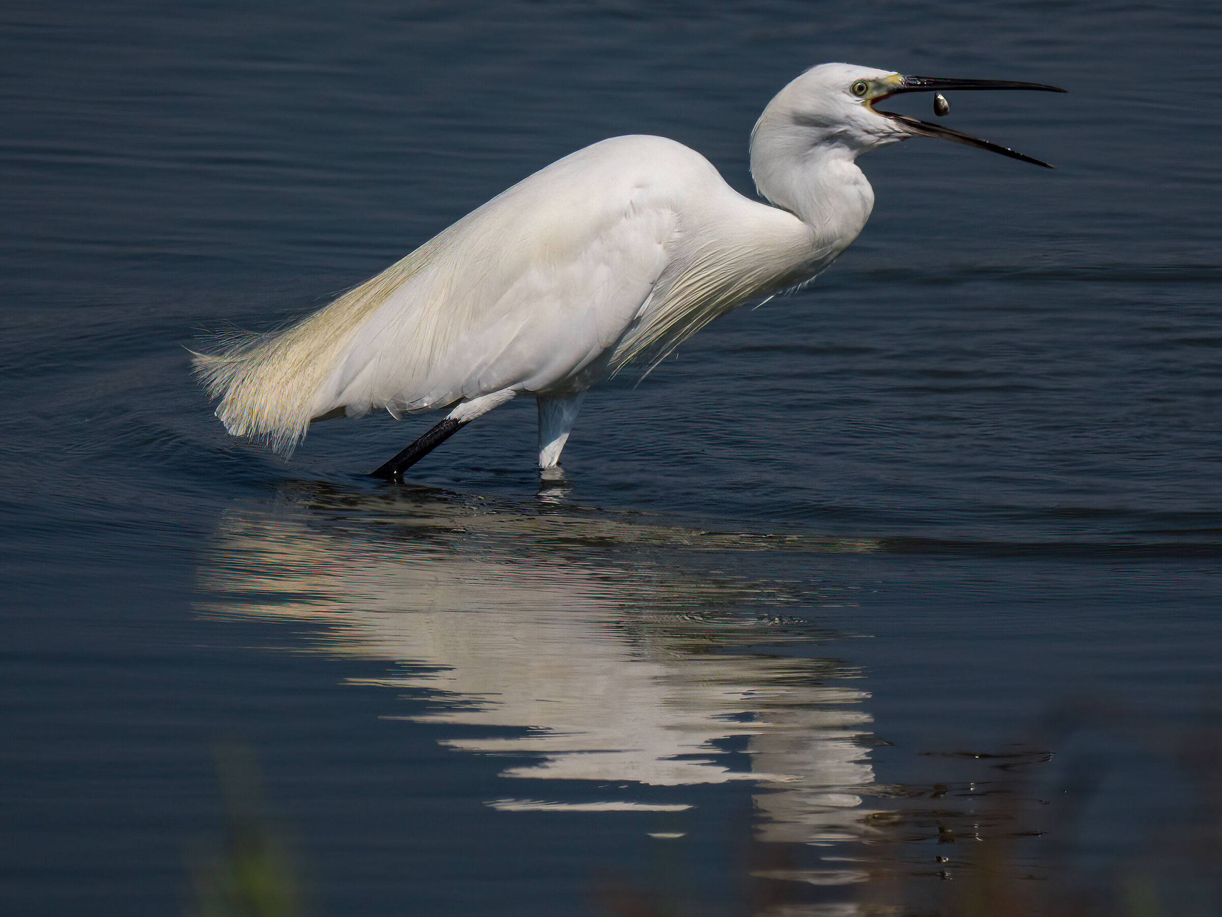 And a petty little egret