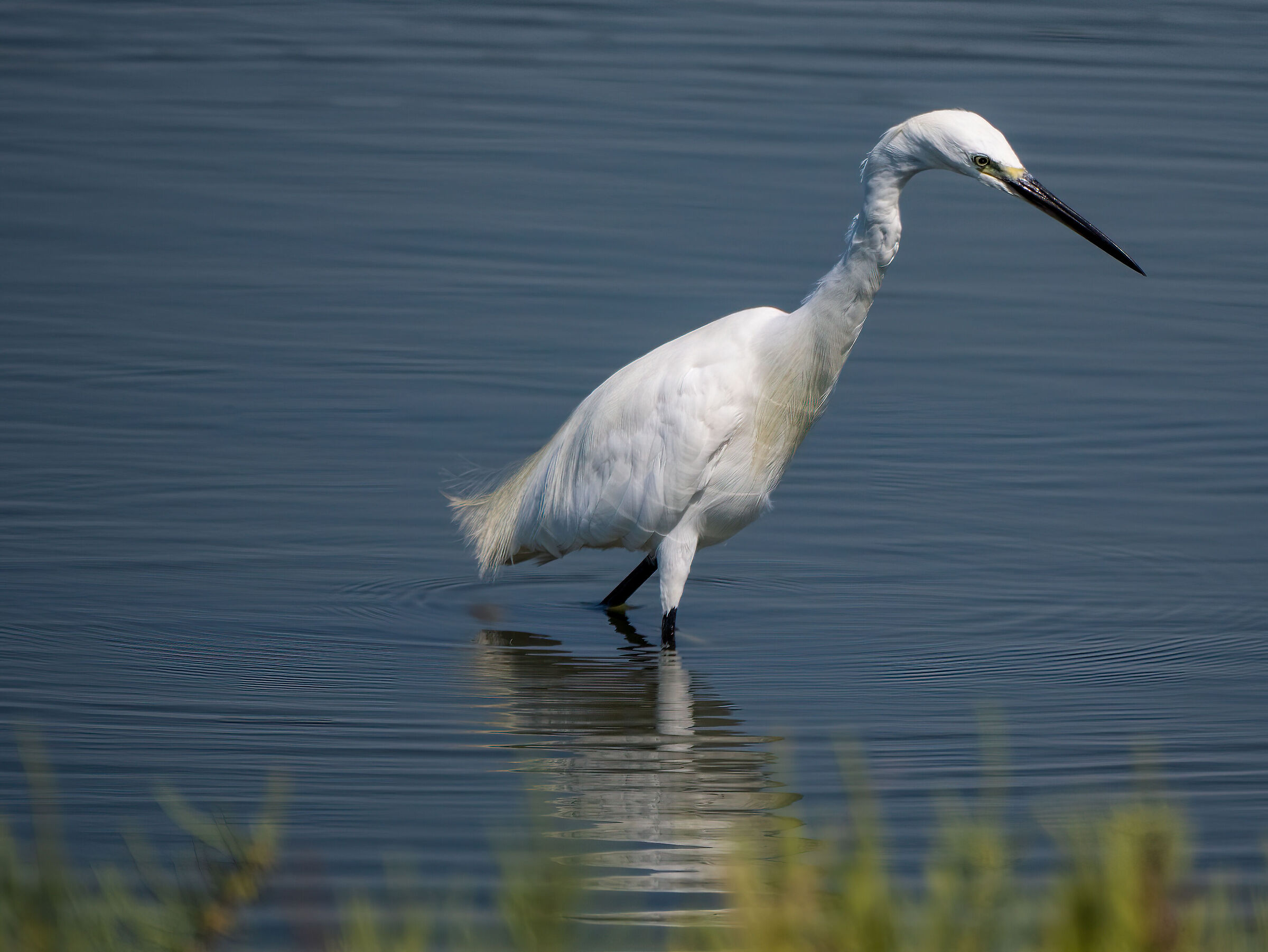 And a petty little egret