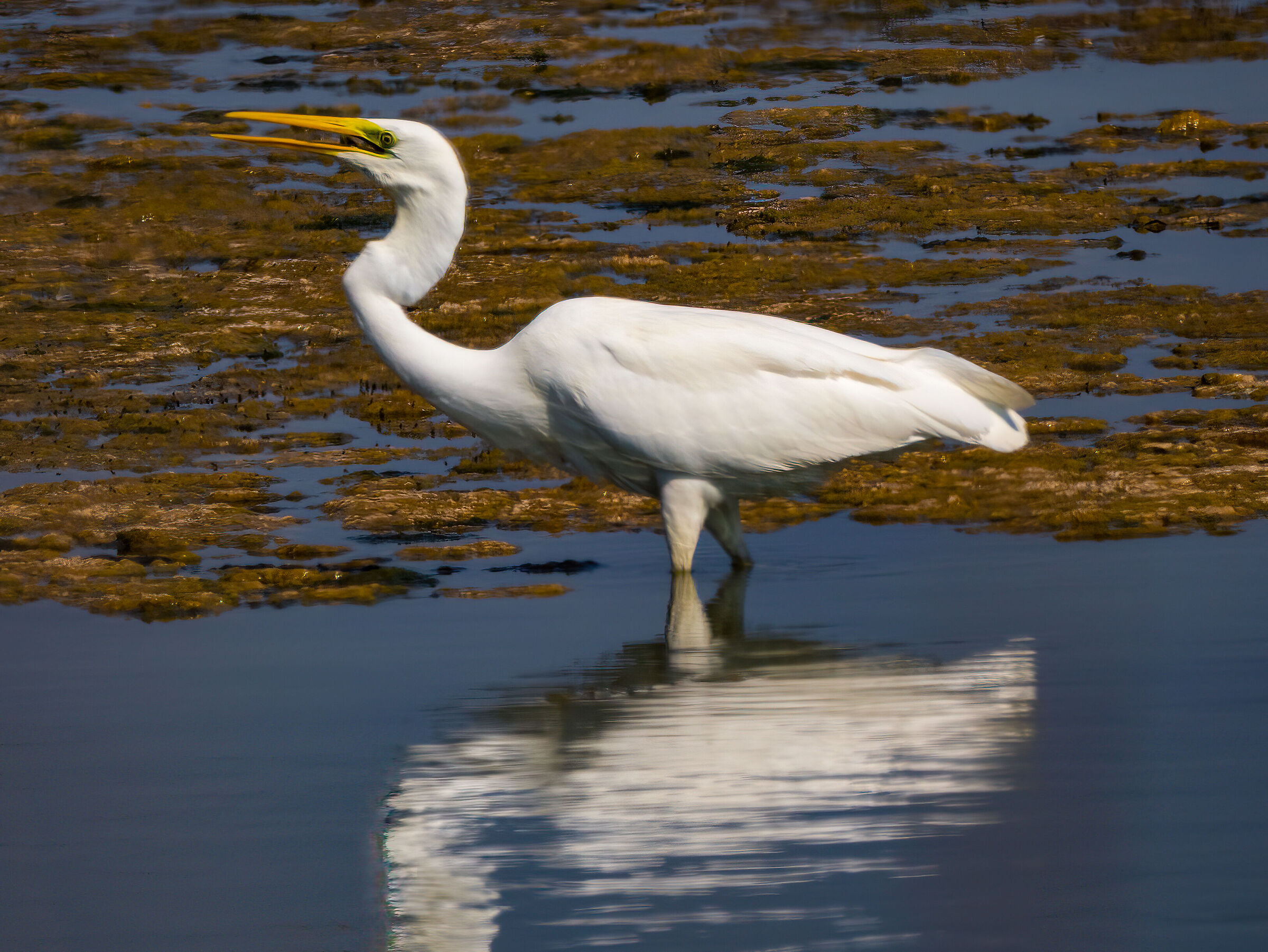 Great Egret