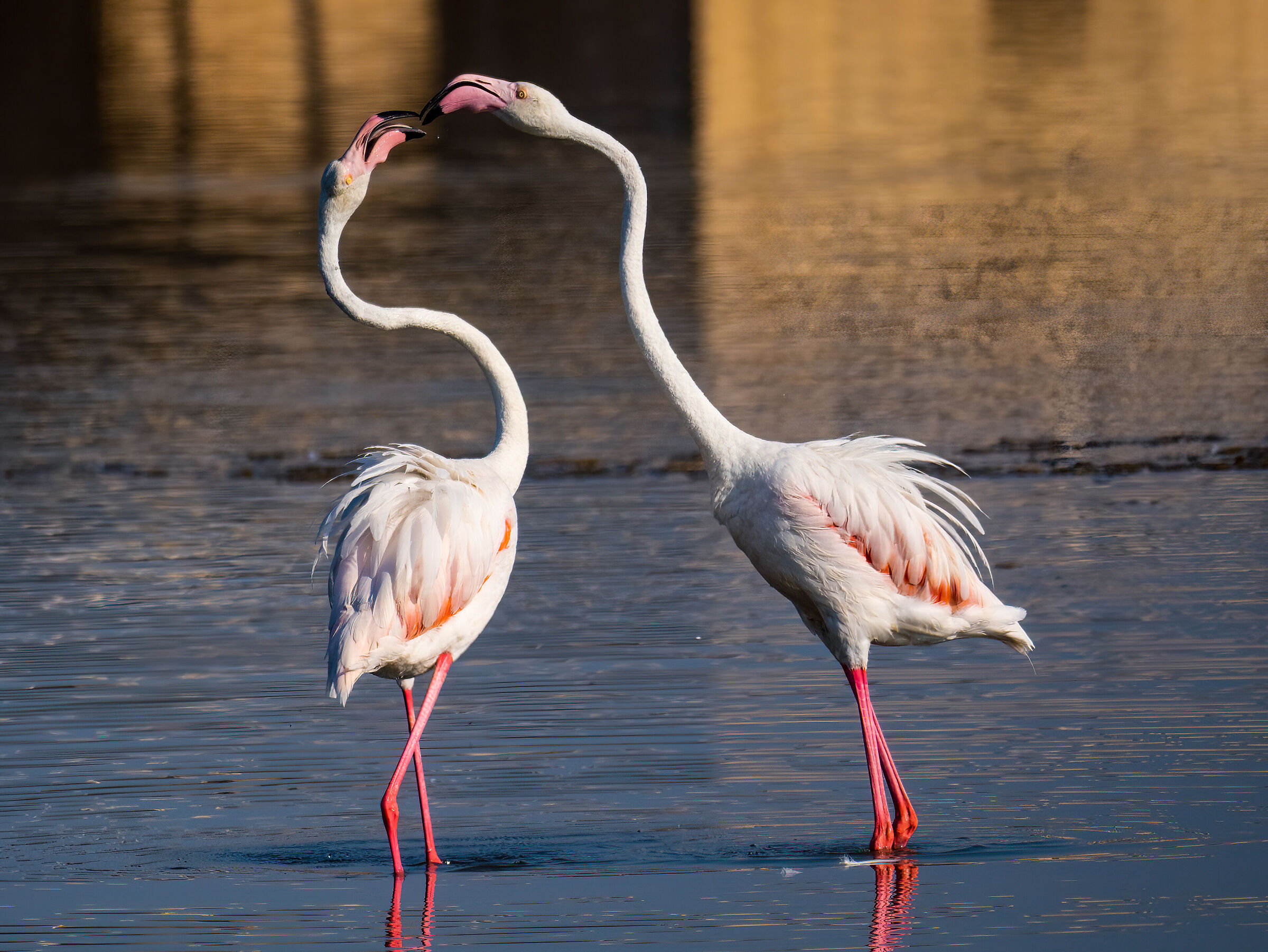 Flamingos dance