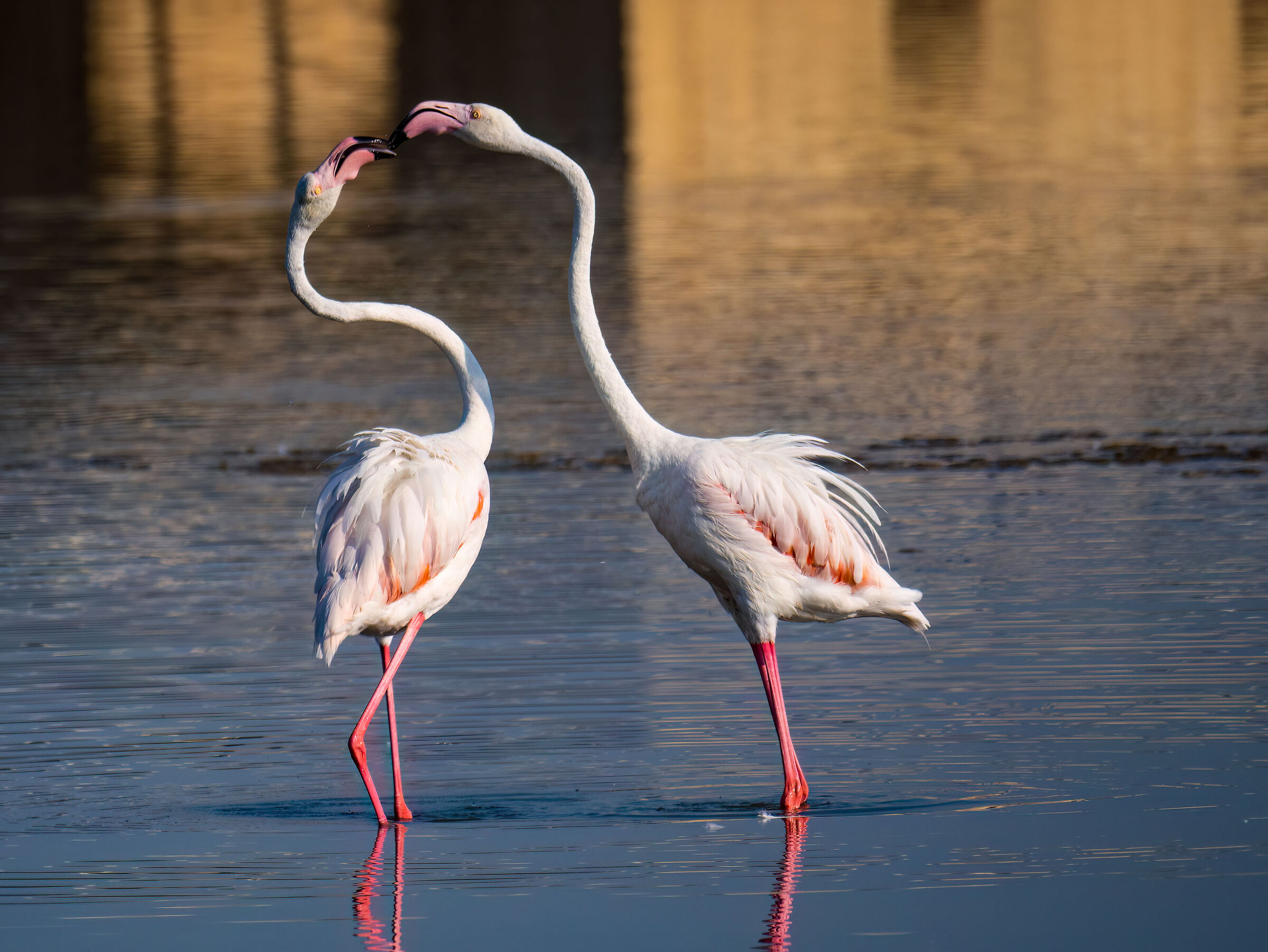 Flamingos dance