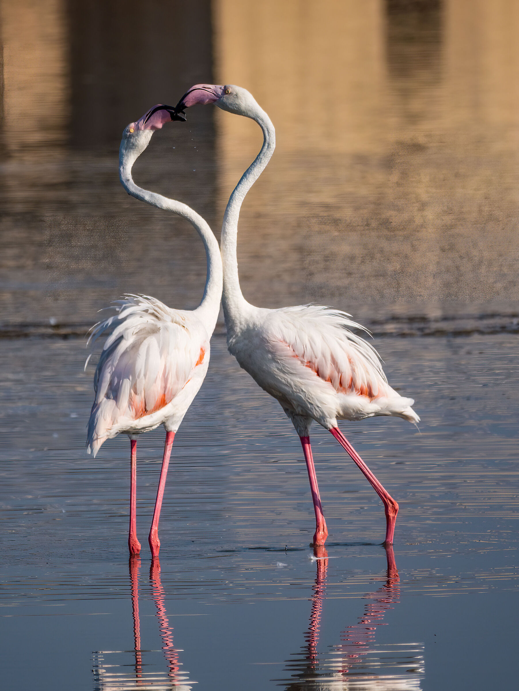 Flamingos dance