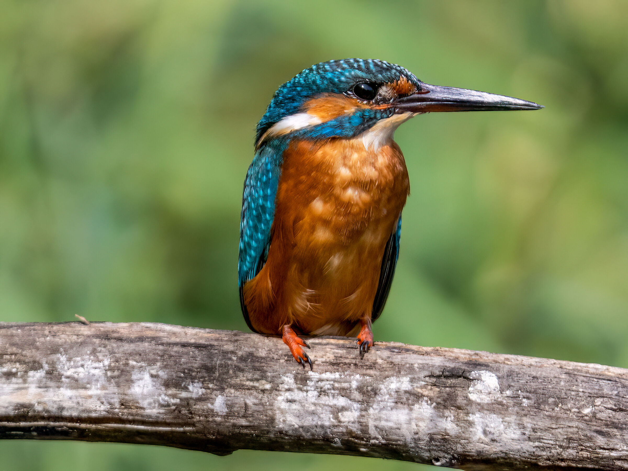 Female Kingfisher