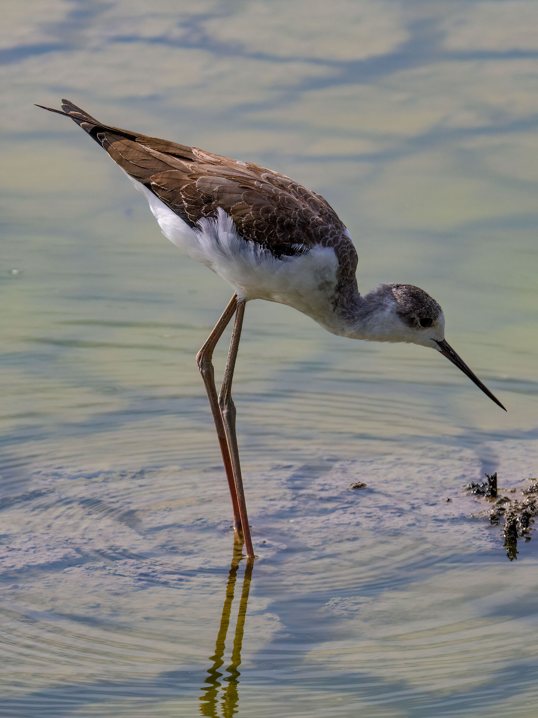 Young male knight of Italy