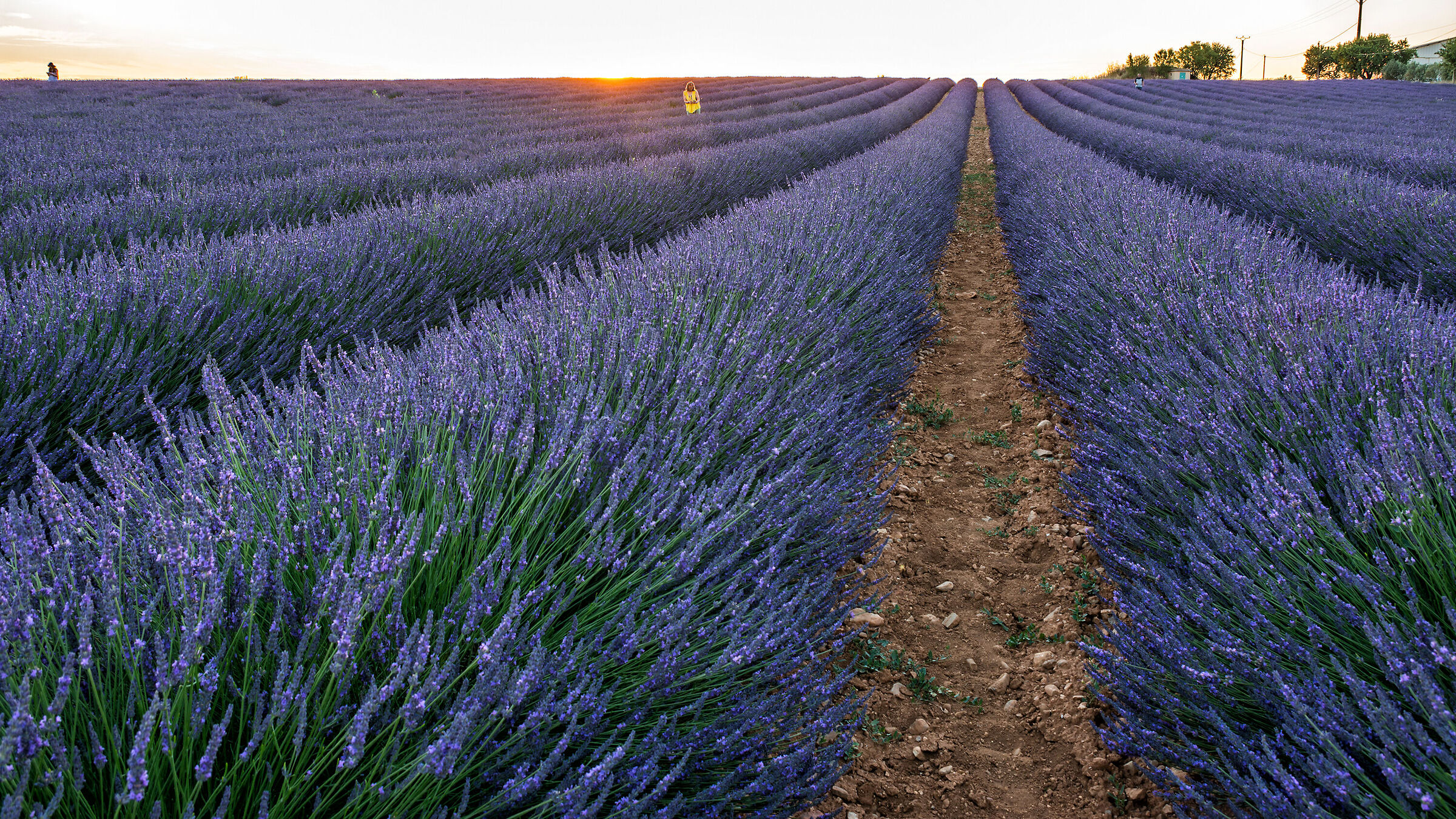 Il tramonto su Valensole