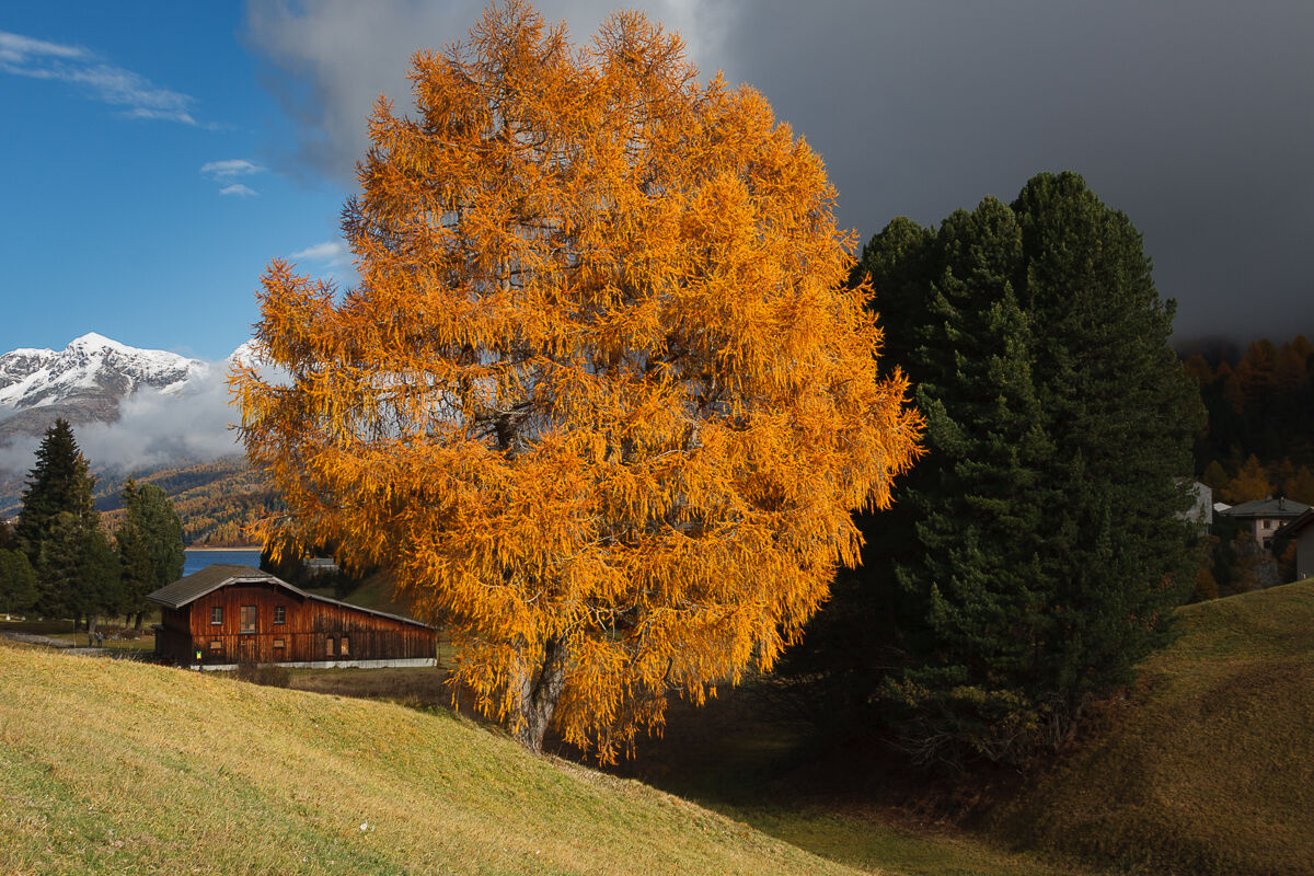 The large larch of Maloja ...