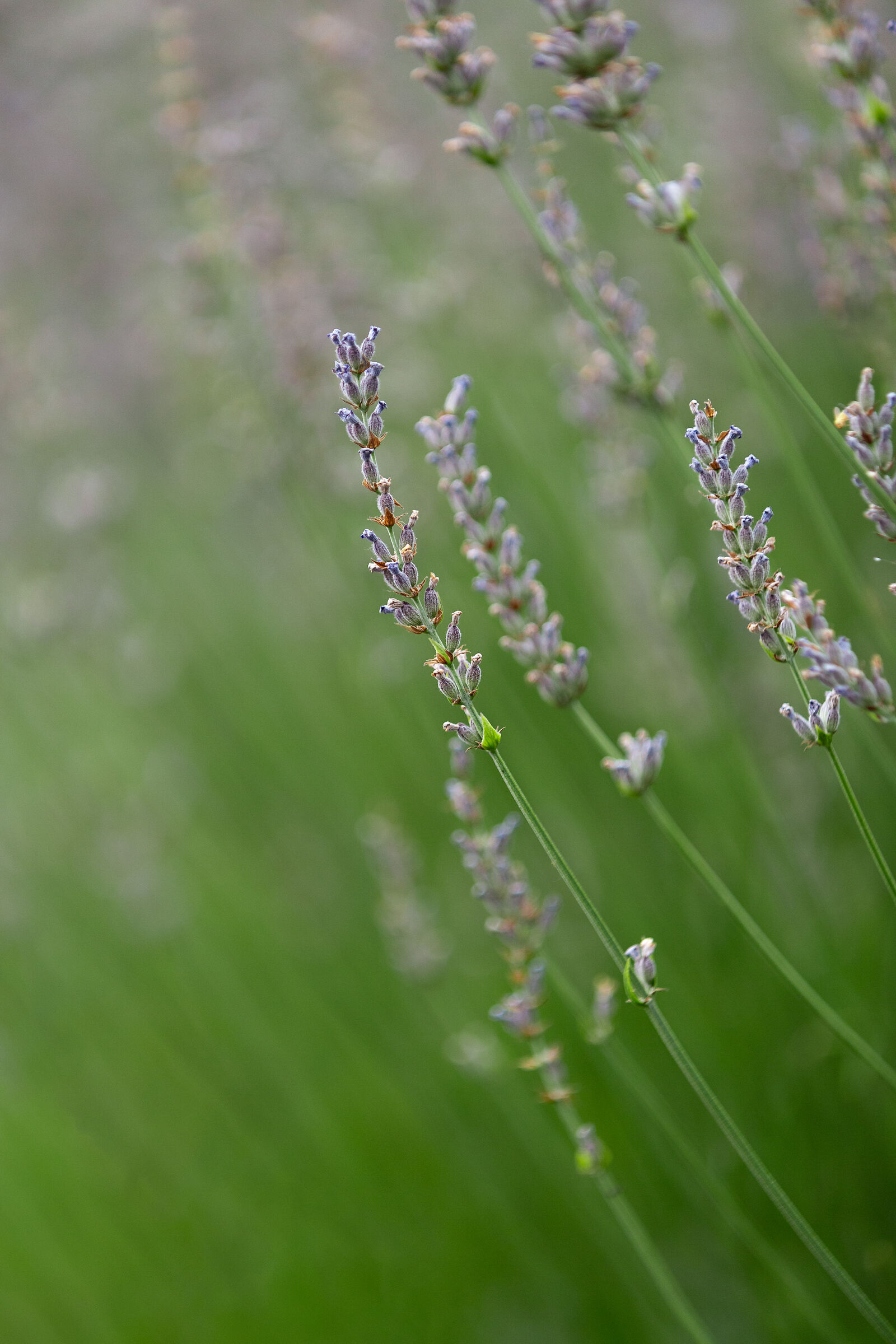 Lavender from Valle d'Aosta