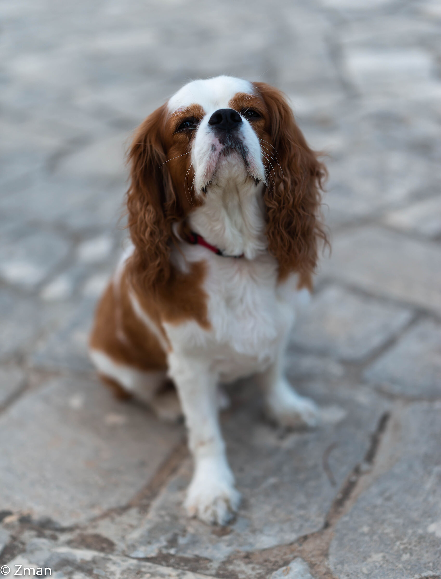 Otis The Dog