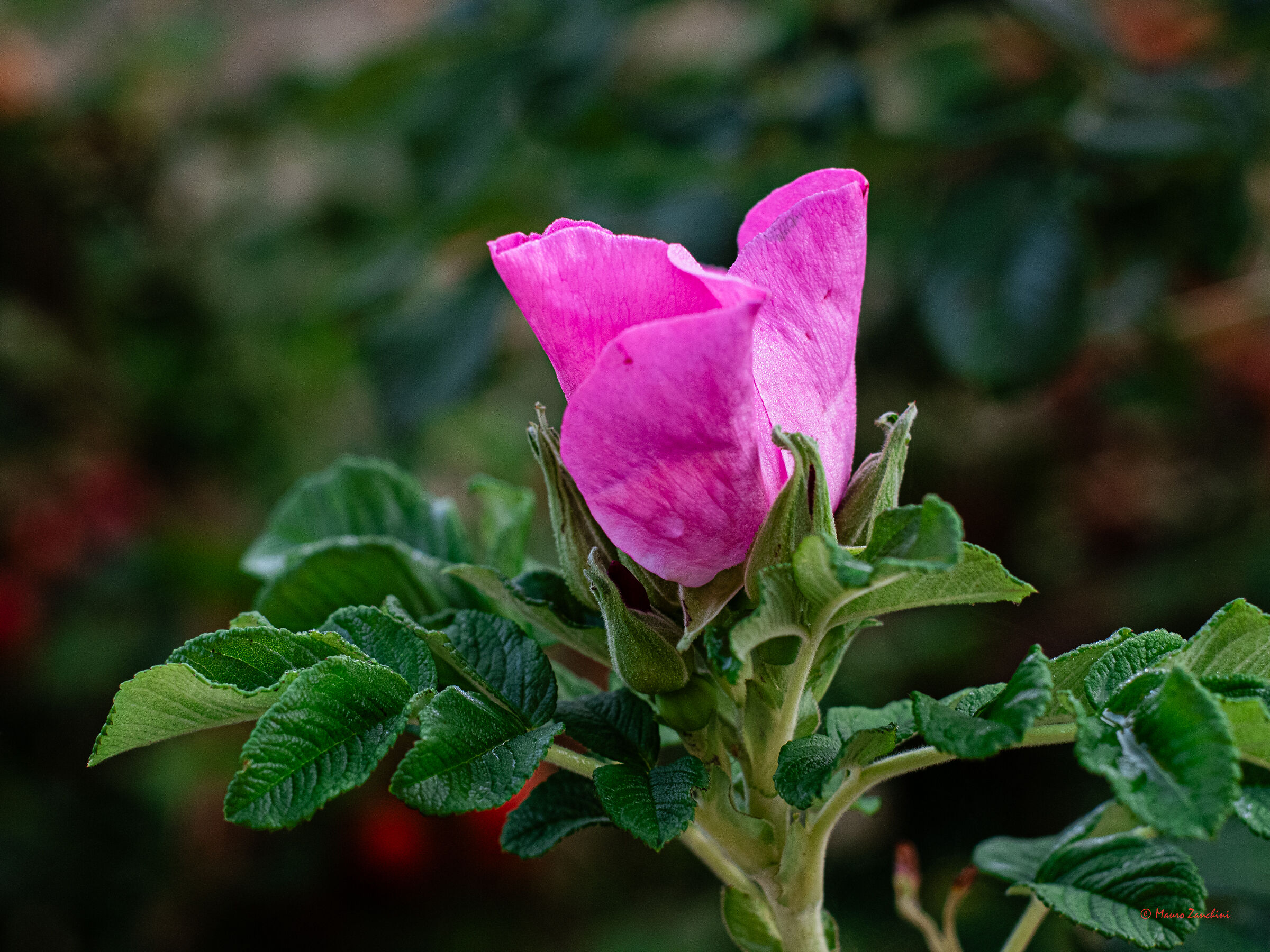 Rosa inglese