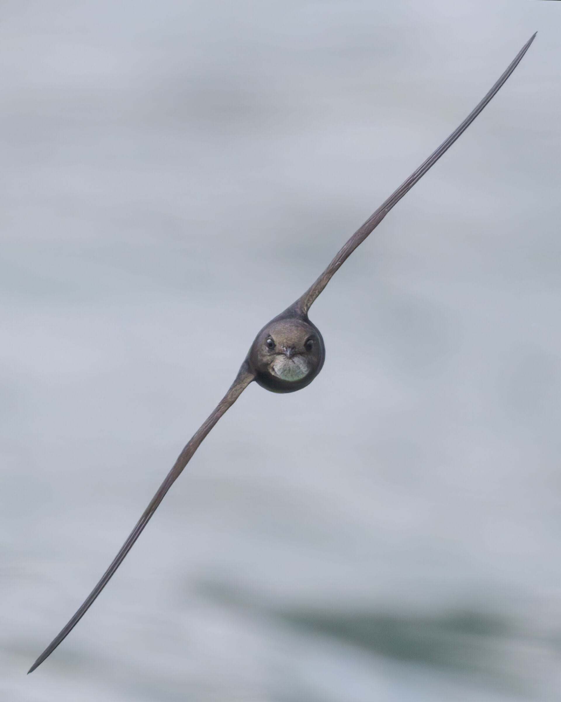 Volo di rondone comune