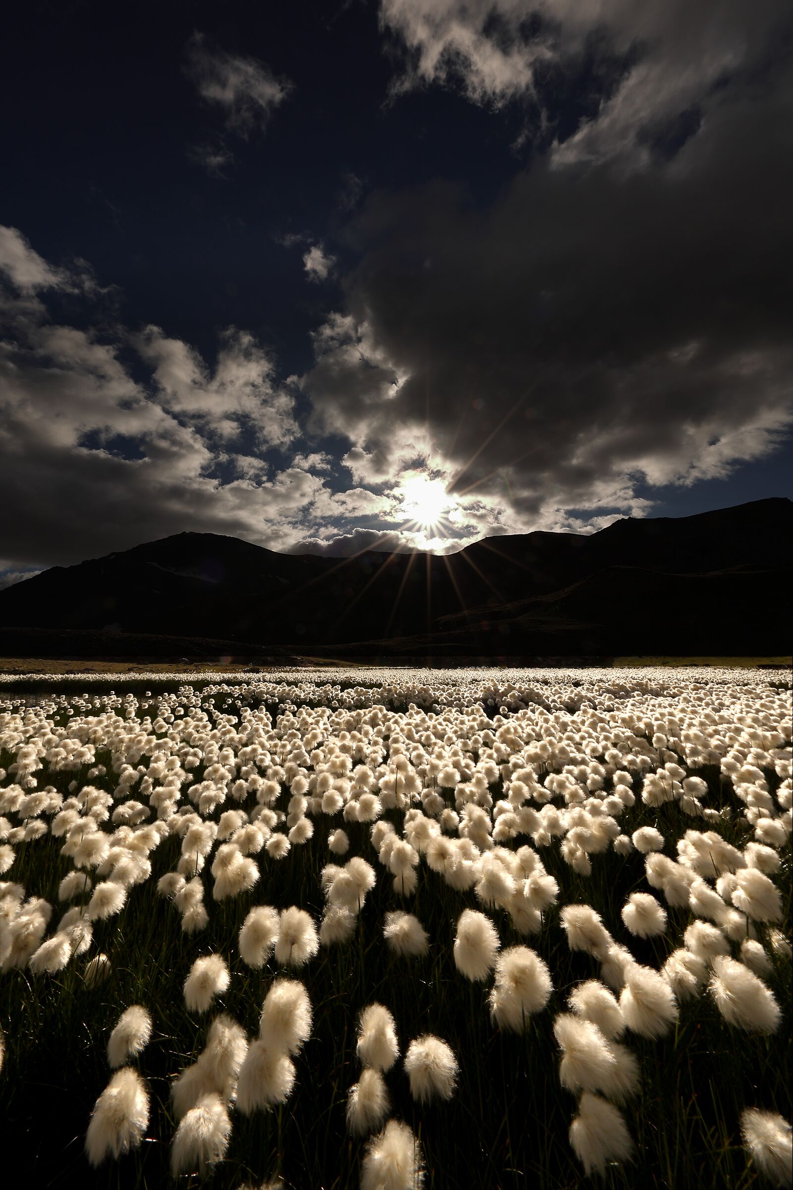 Eriophorum angustifolium