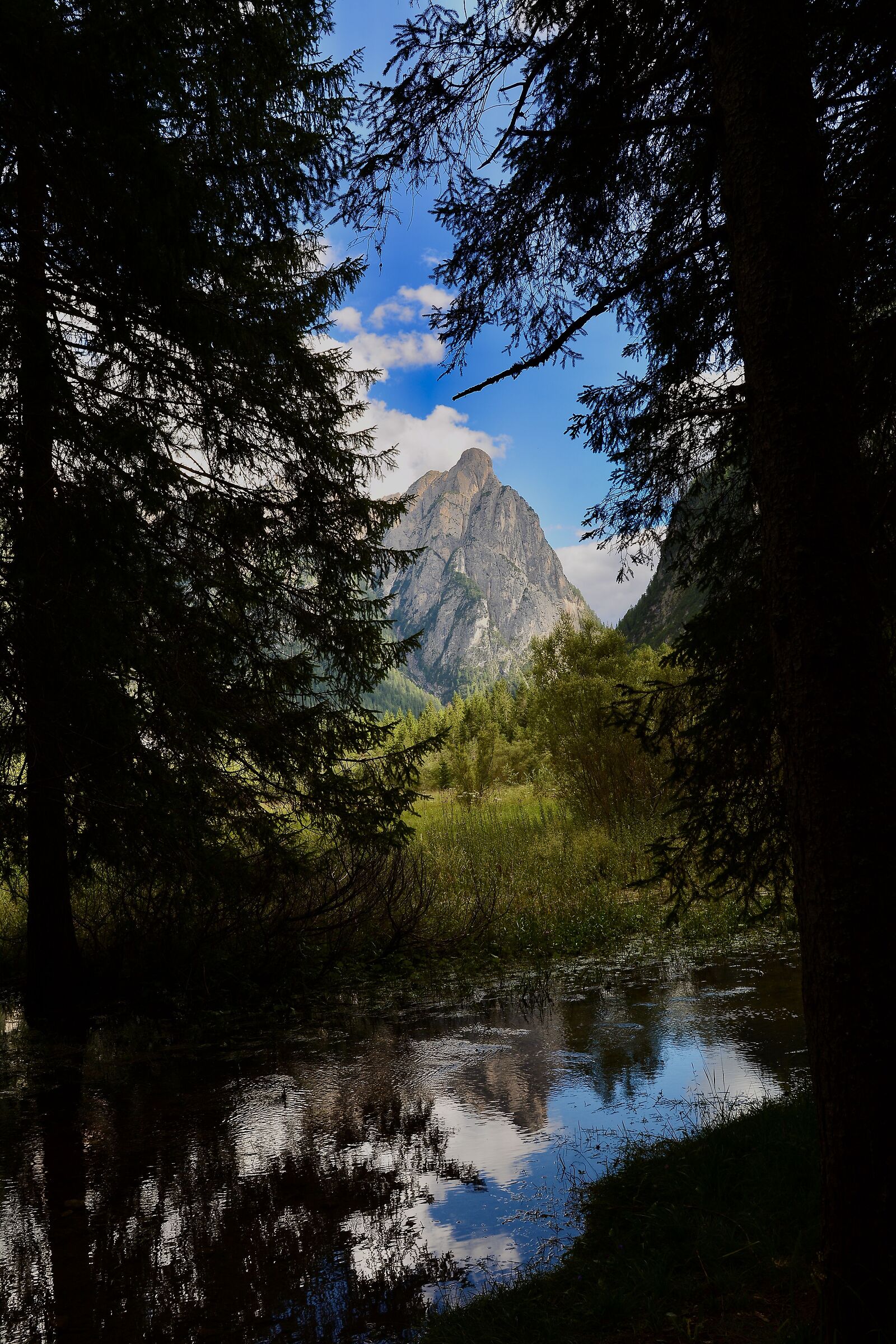 Among the trees.