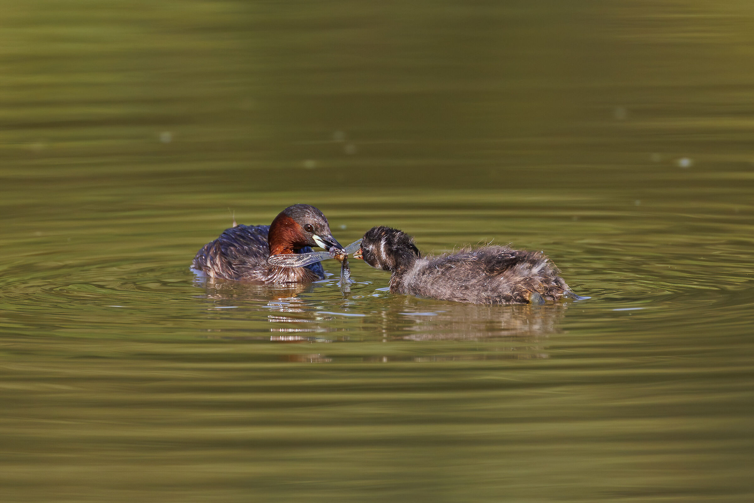 Mom Hands Prey to Son