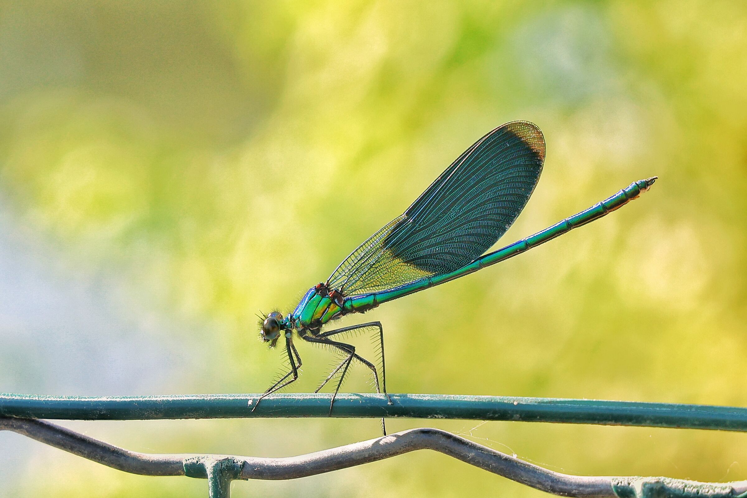 Calopteryx splendens