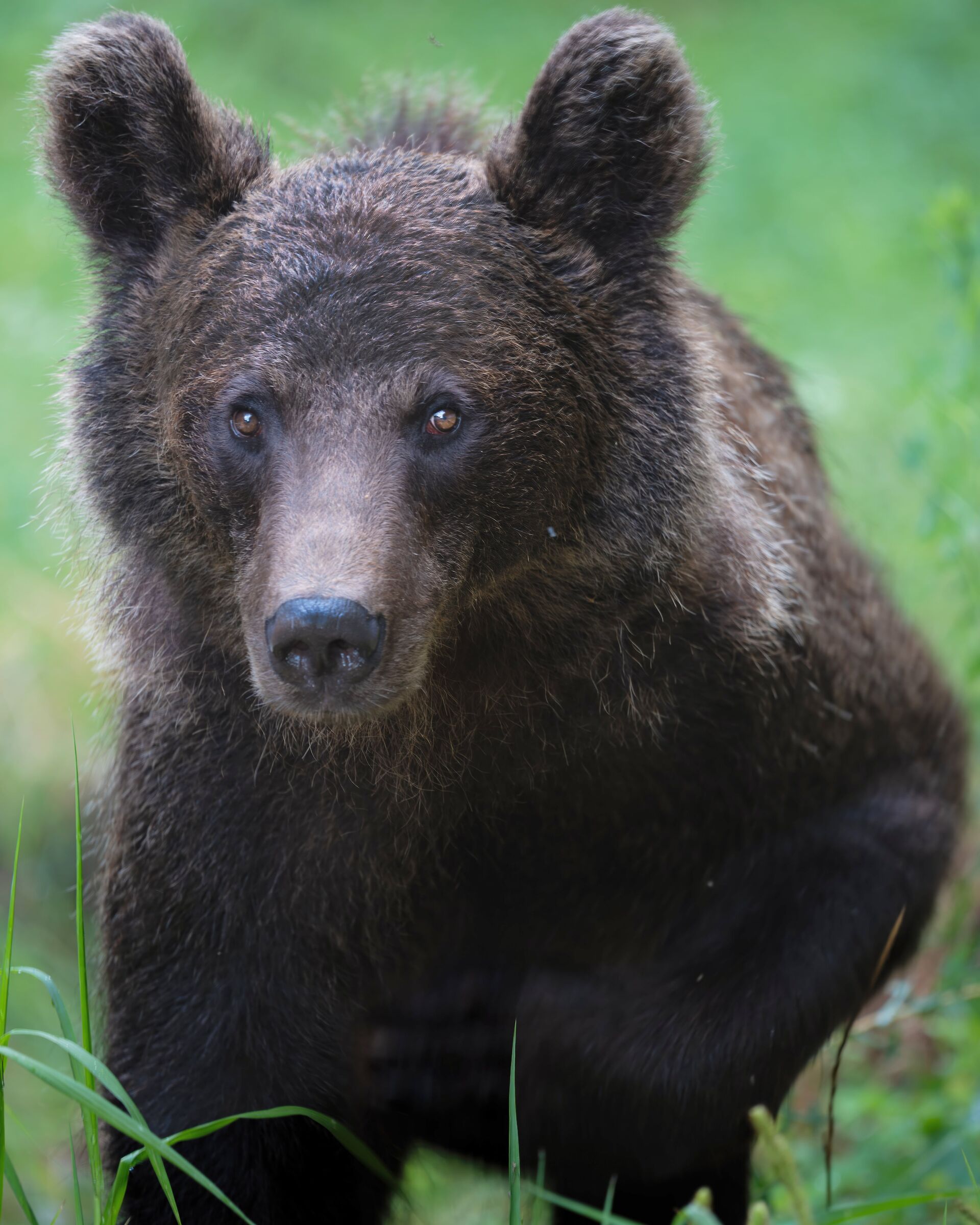 Brown bear