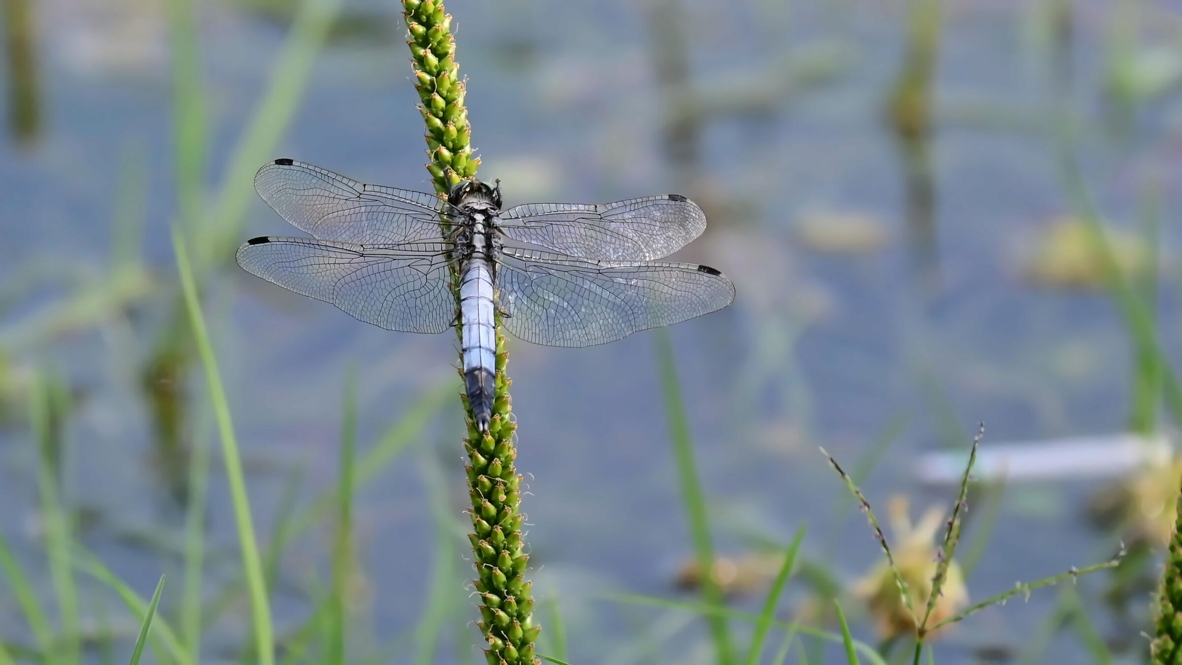 Libellula