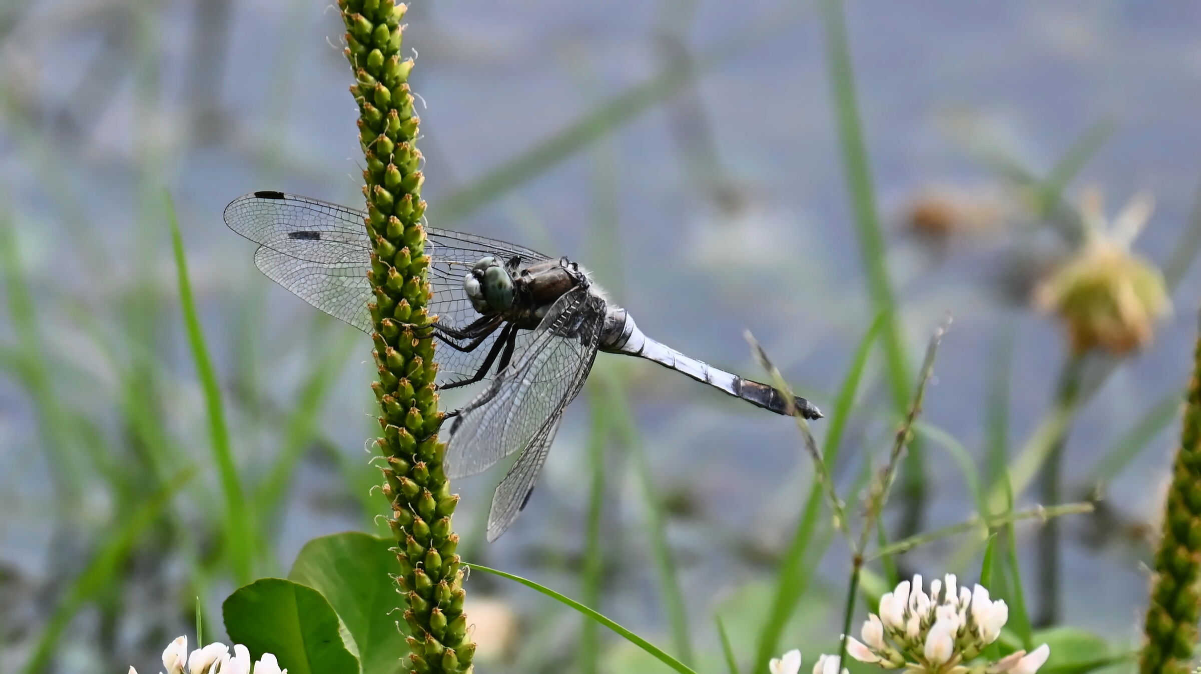 The wind closes the wings of the dragonfly