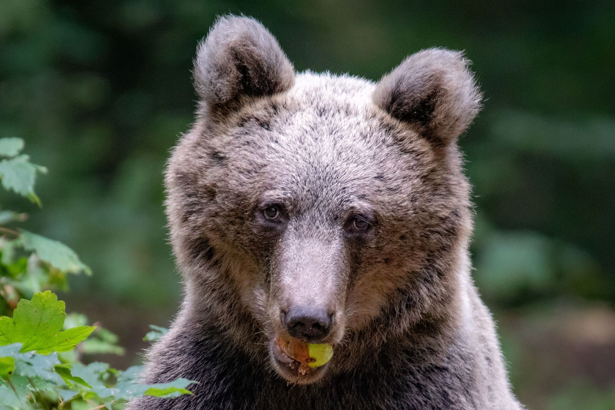 Orso
