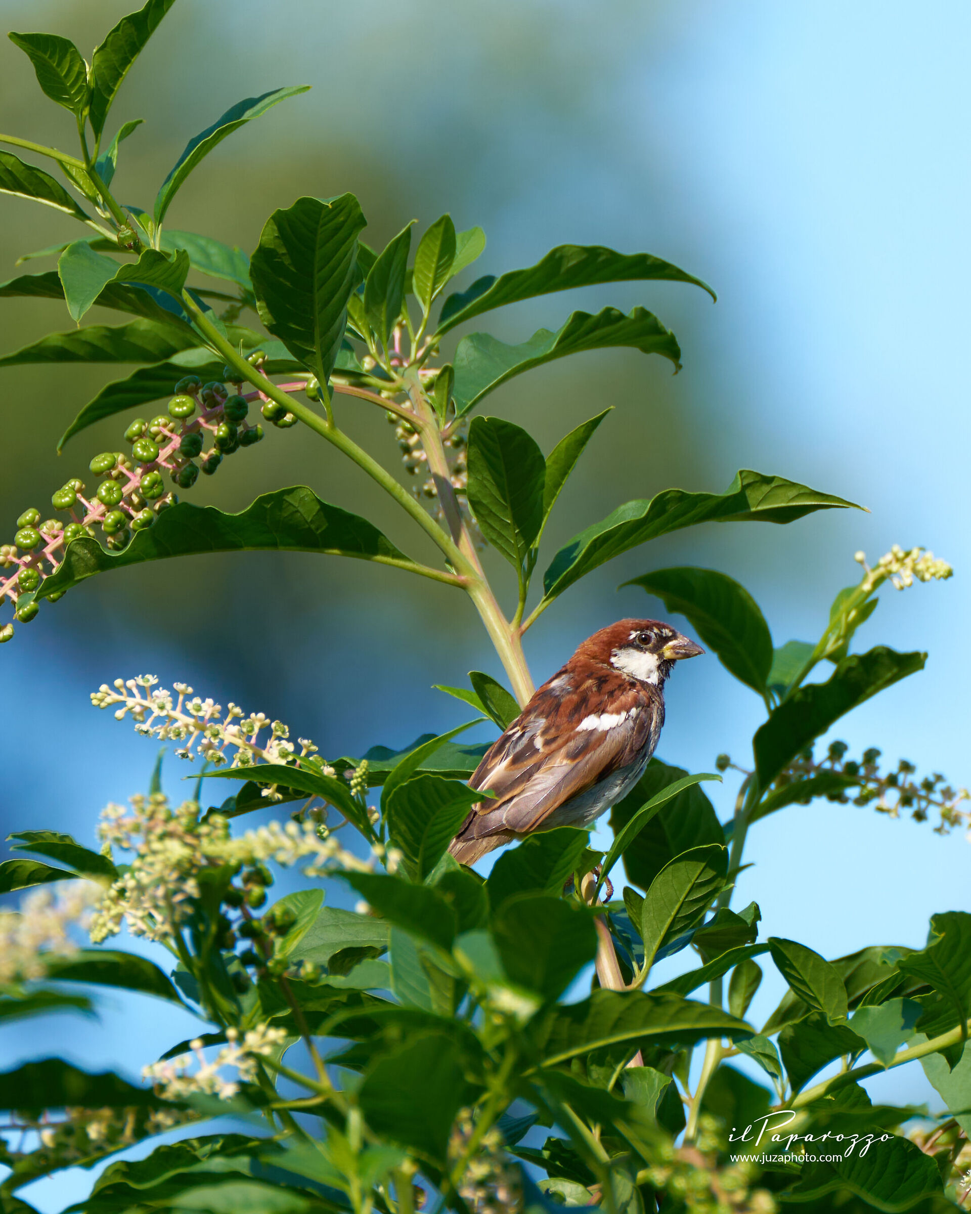 Passero comune europeo
