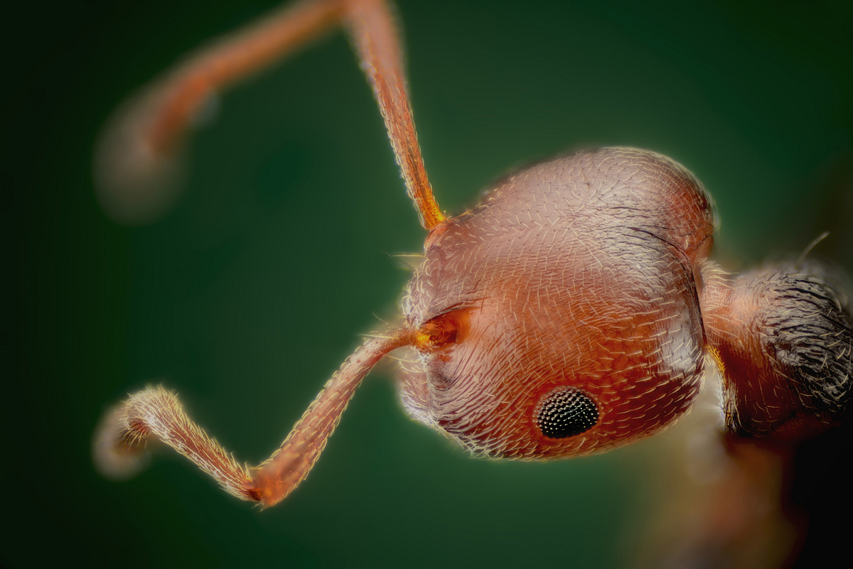 Portrait of ant