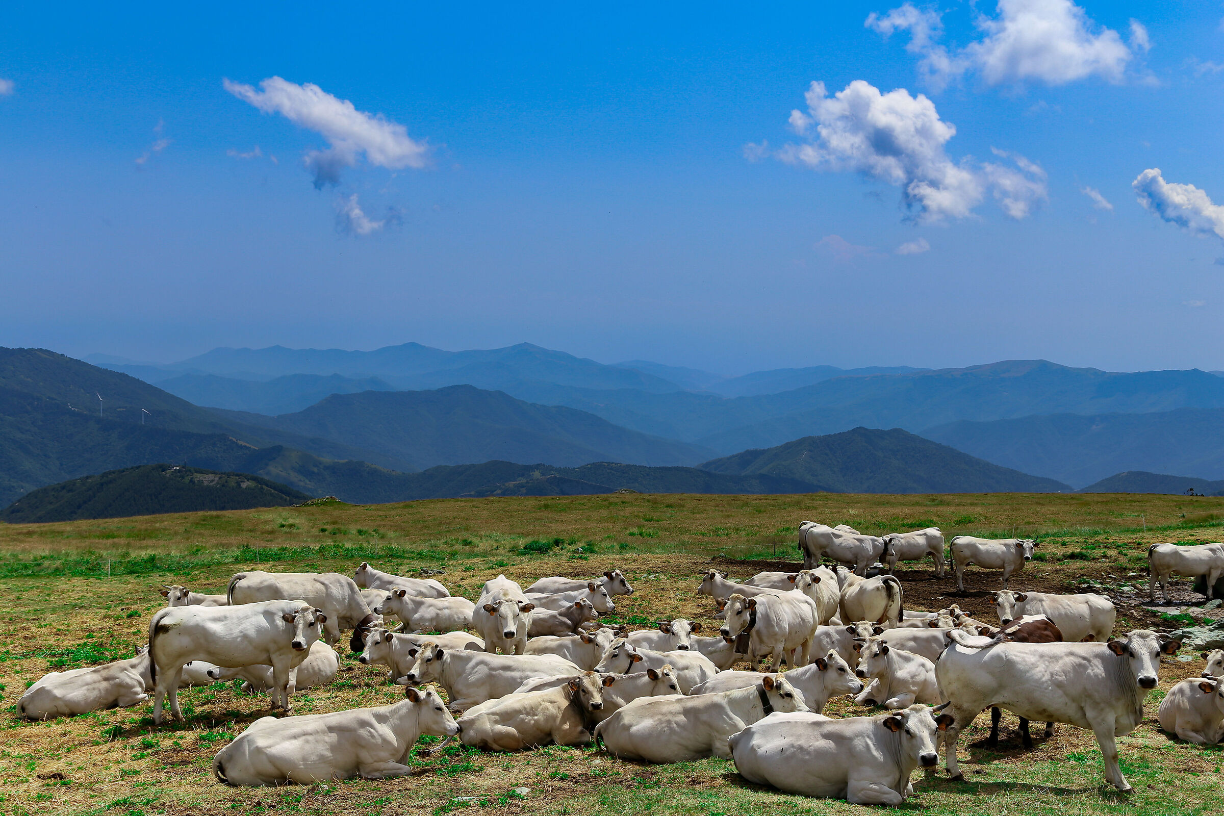 Alpine pasture, Pizzo di Ormea