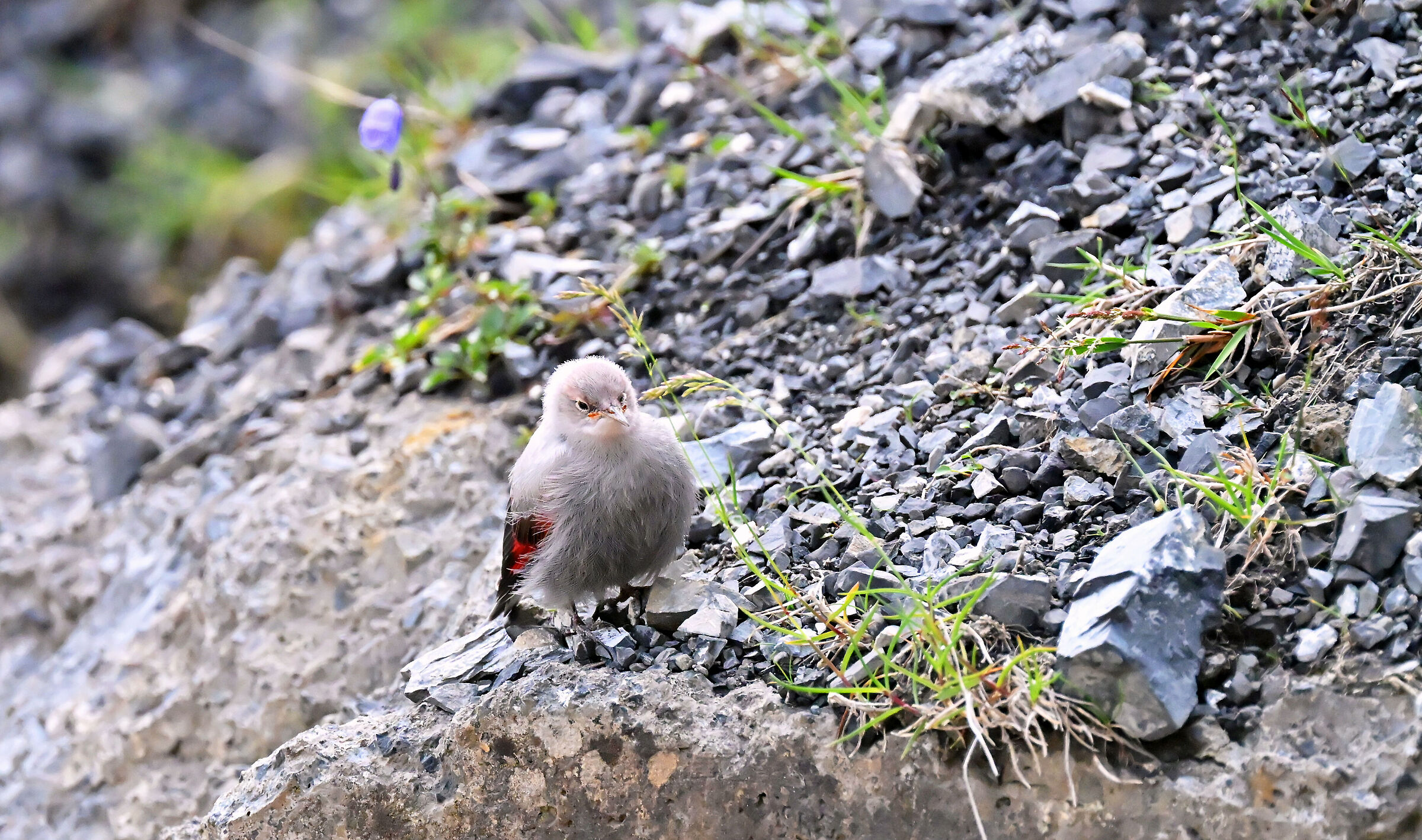 Small Wallcreeper