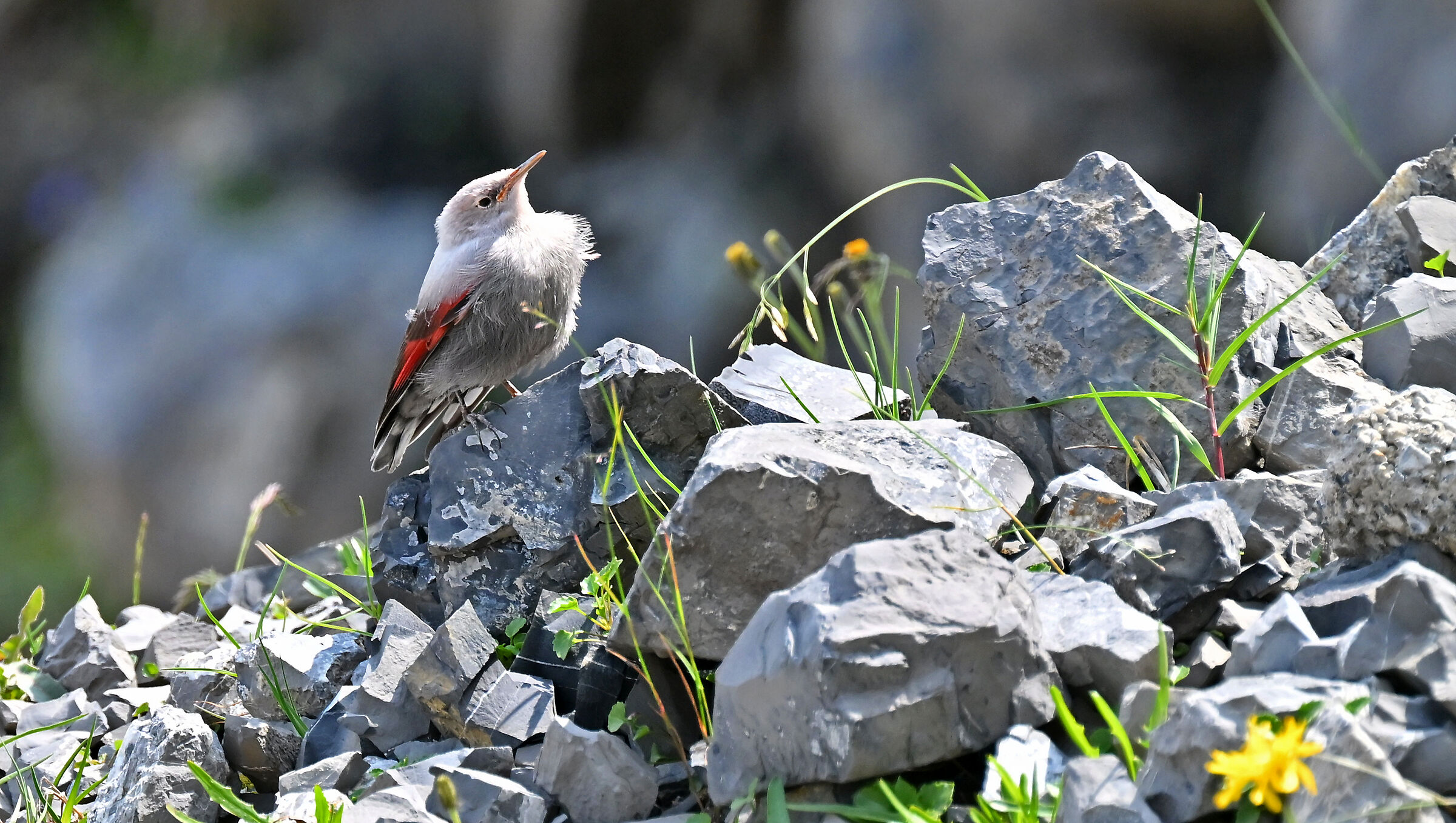 Small Wallcreeper