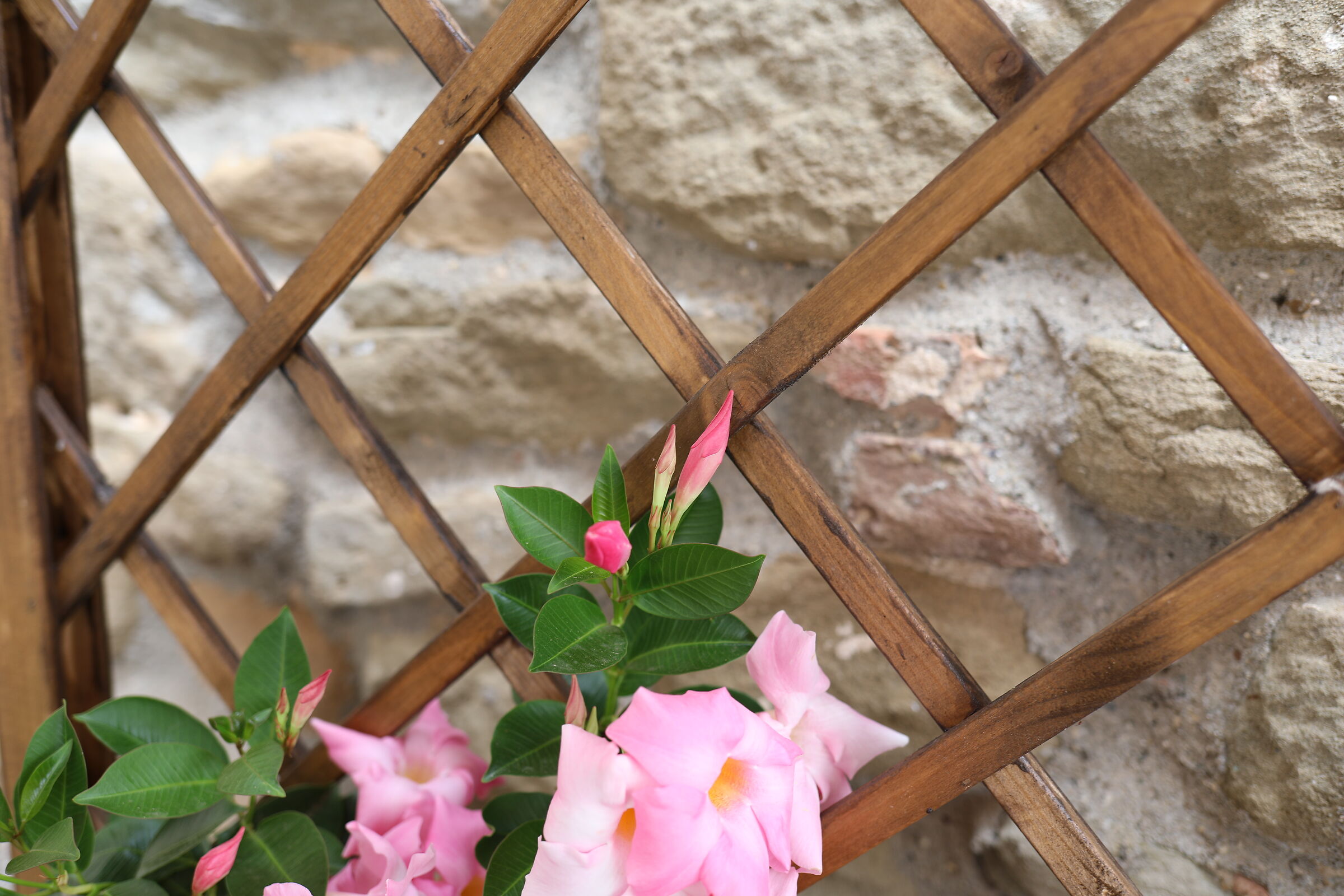 Canon 5 D IV, 35, F.2 IS USM