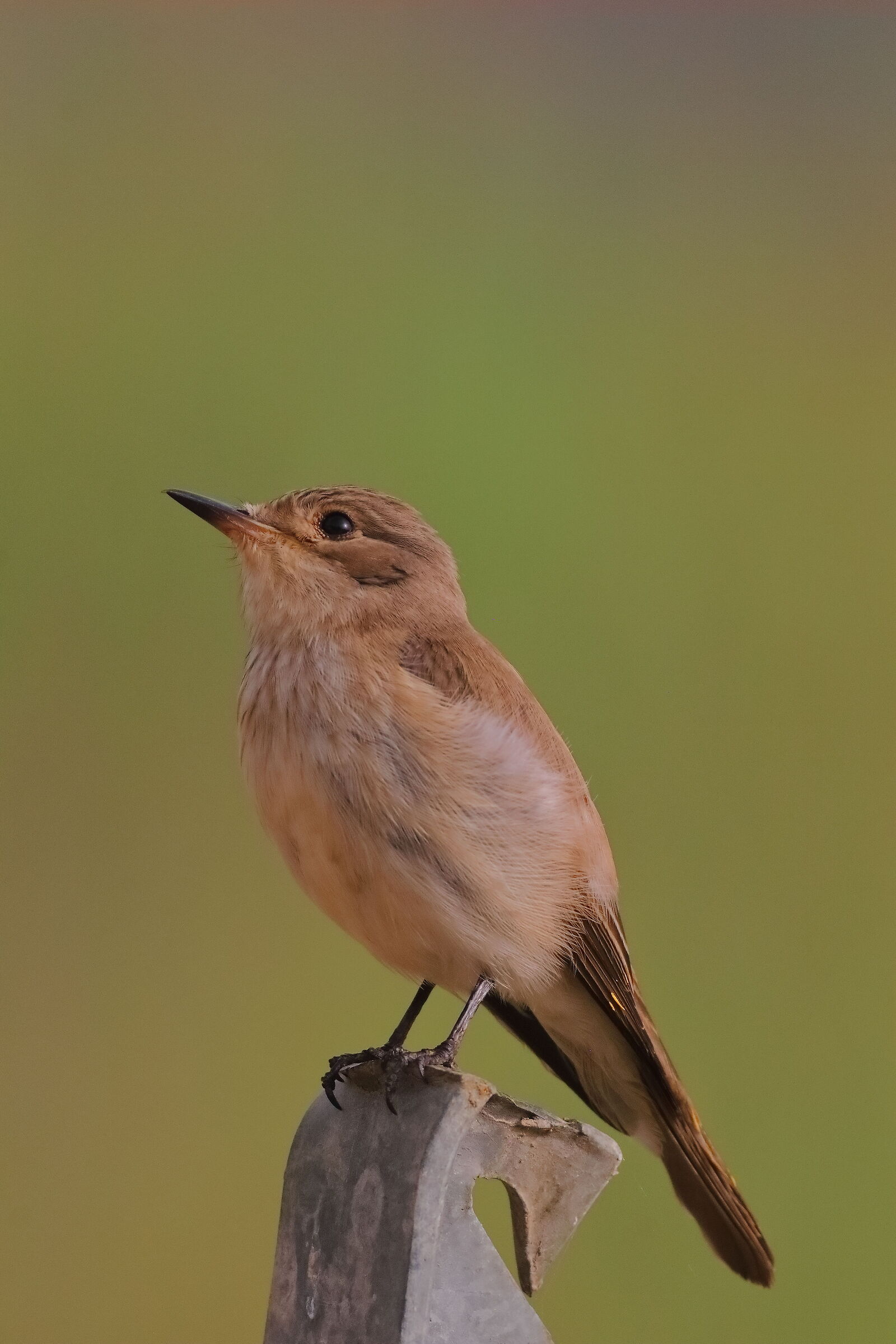 Pigliamosche 20-06-2024 - 0742