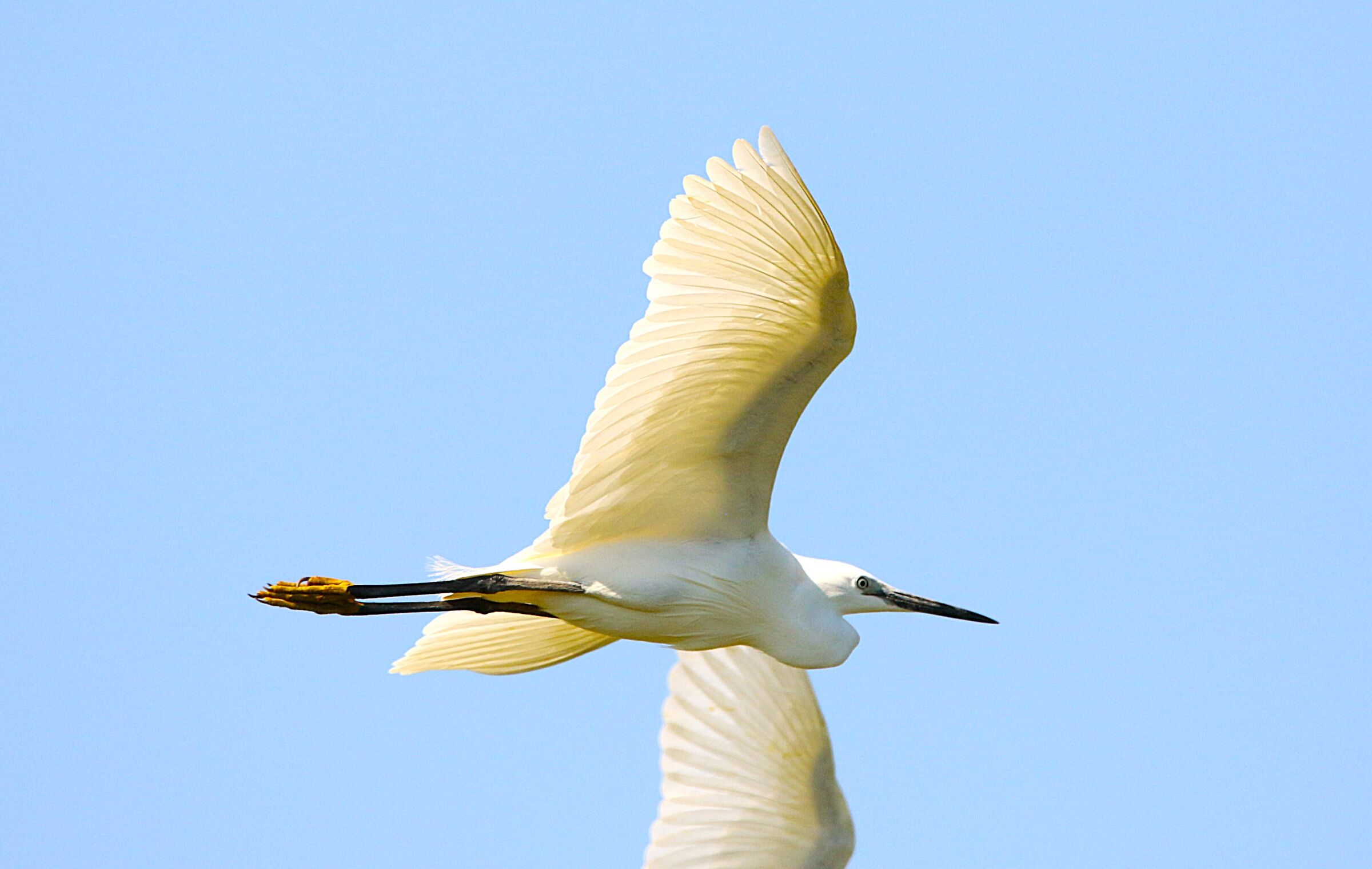 egret