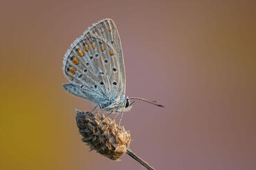 Polyommatus thersites