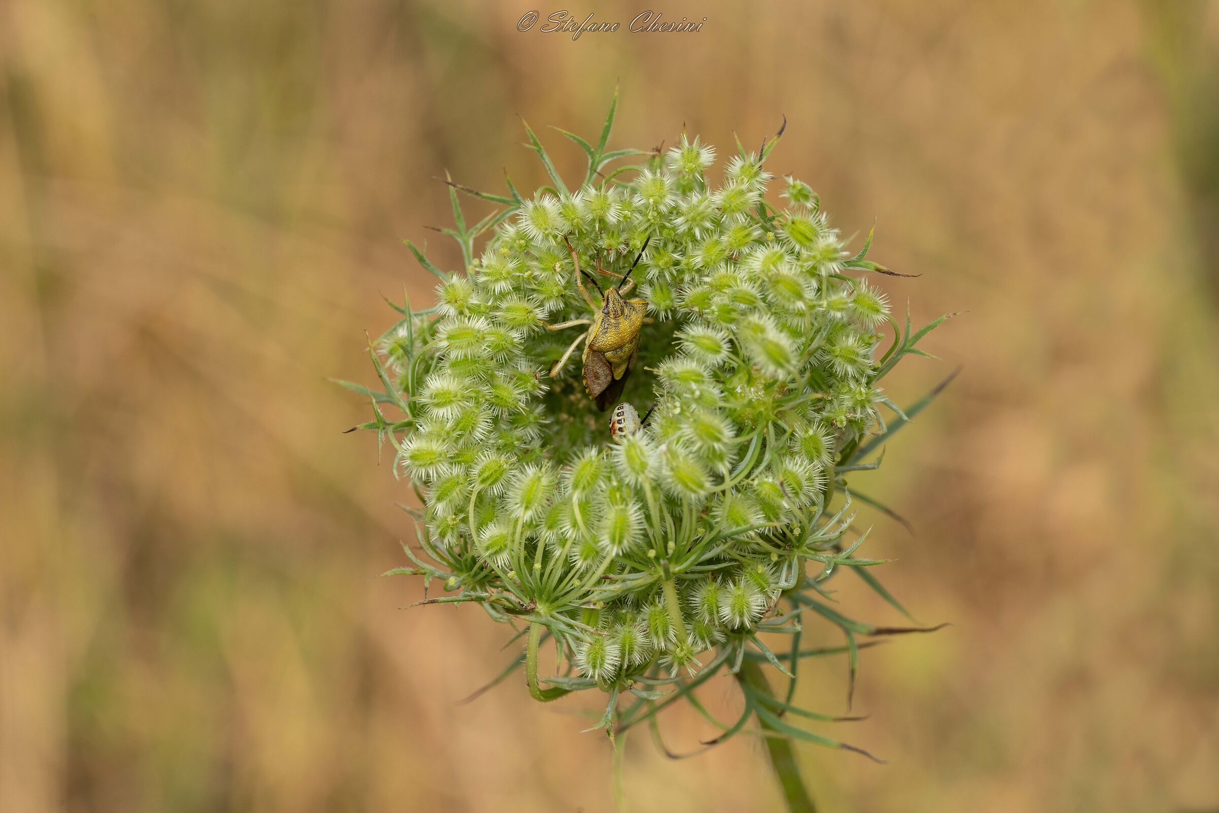 Will it be the Corriere?